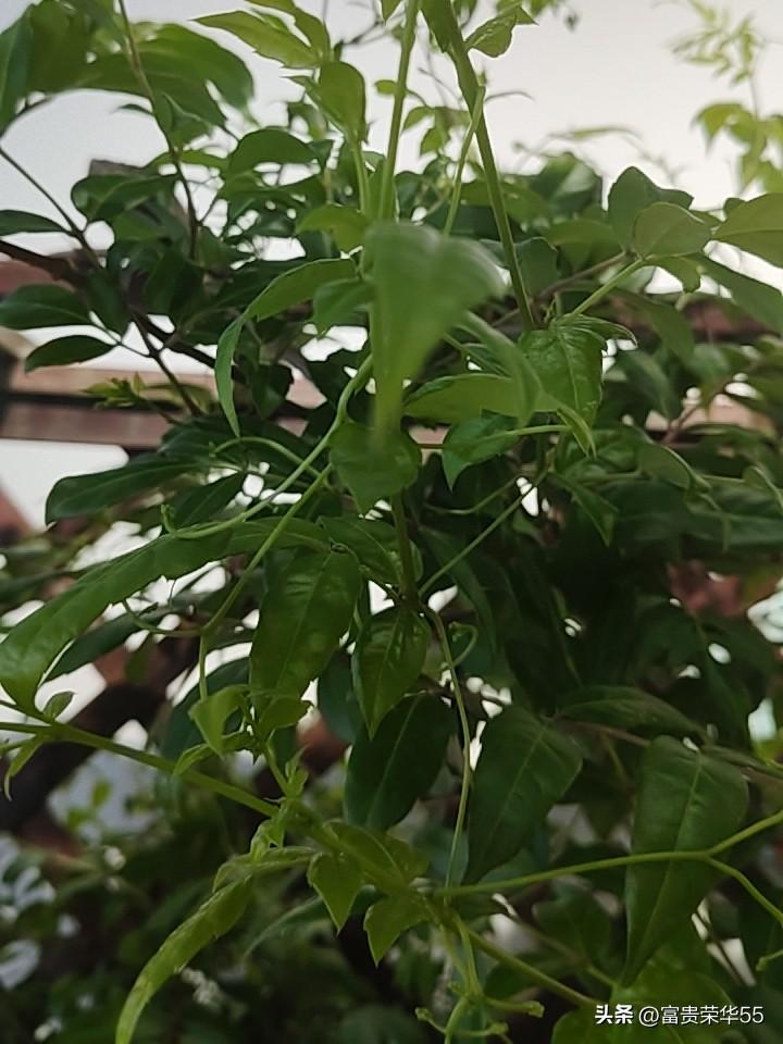 发一张你相册最近拍的花