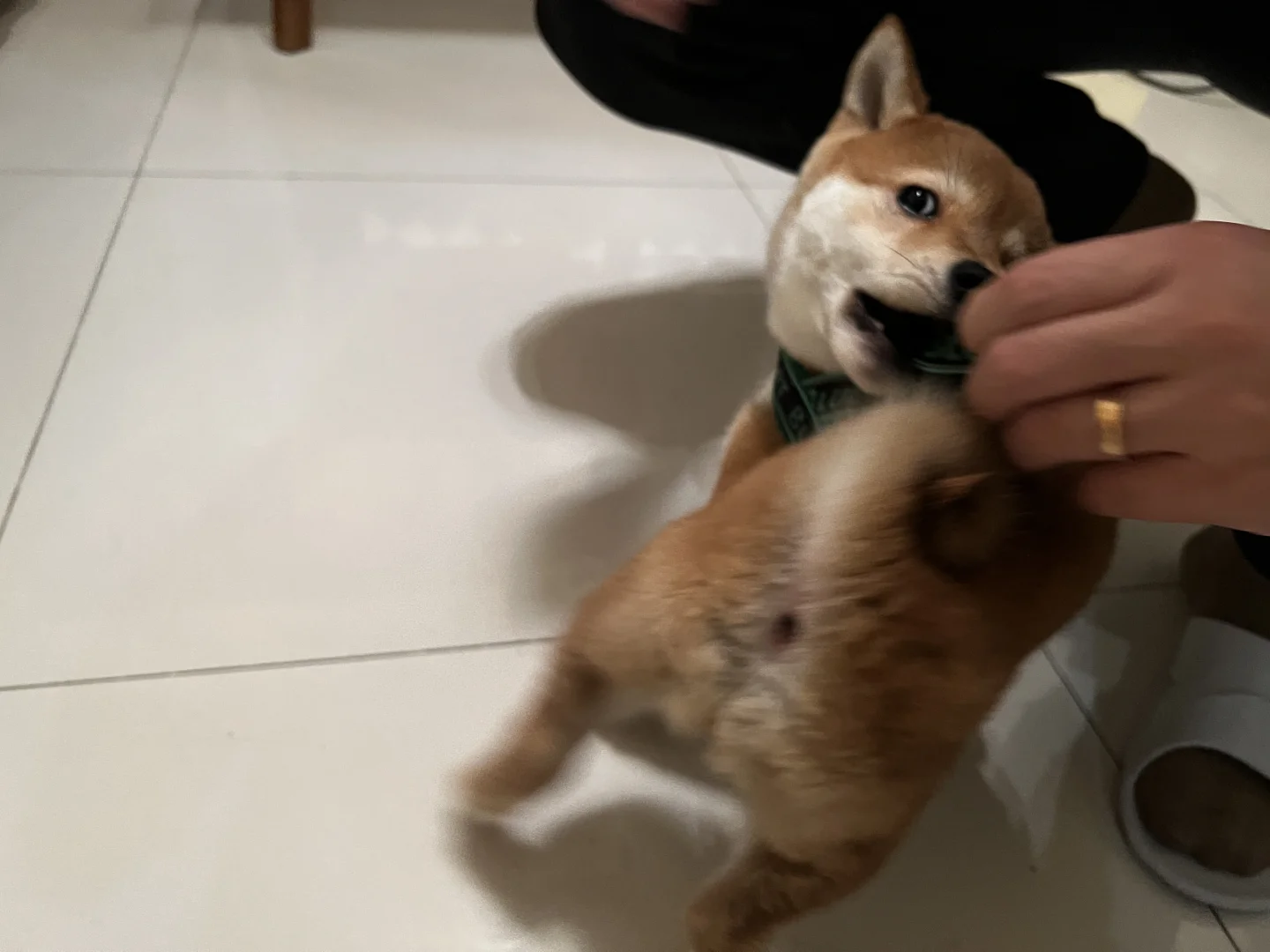 哈哈哈第一次穿马鞍胸背的小柴犬