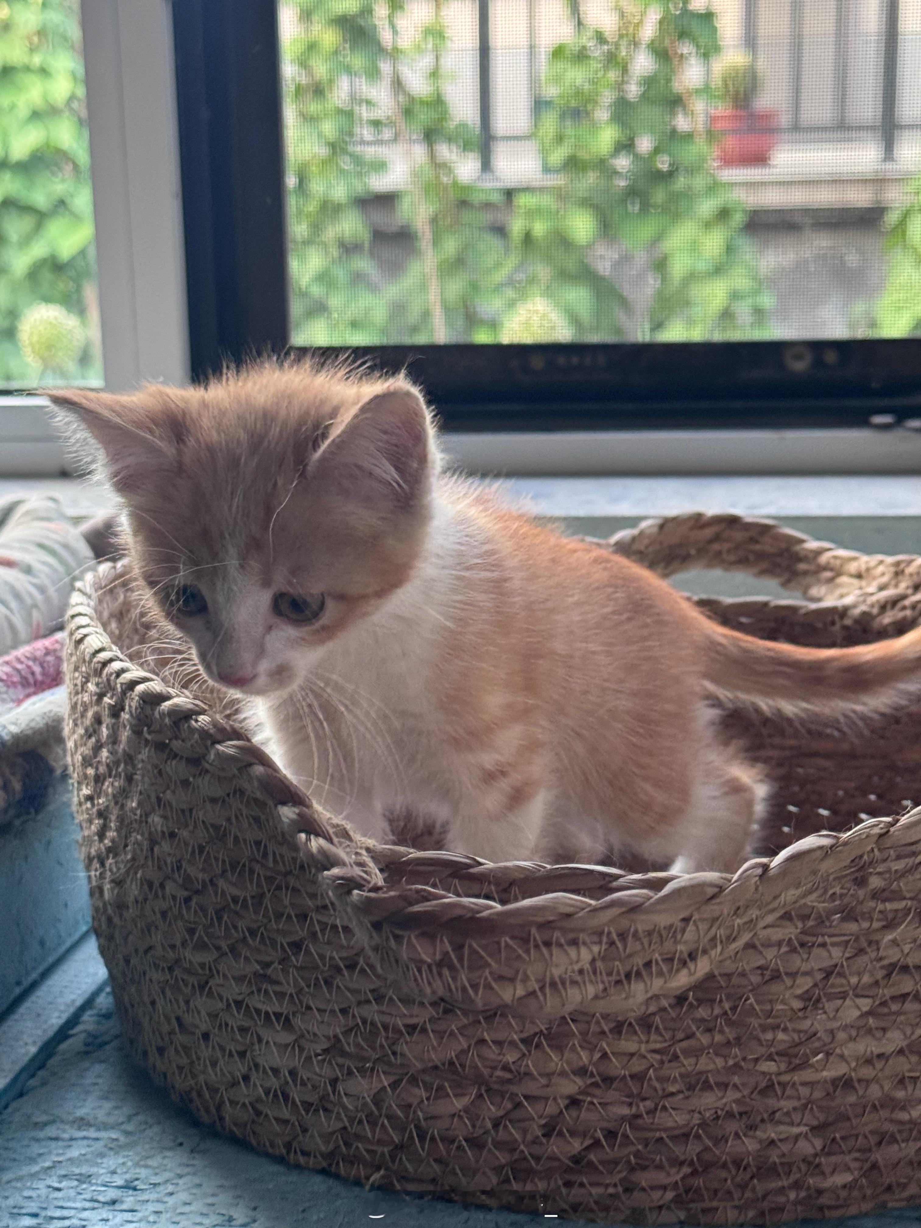 捡个猫，帮帮忙取个名字 ​​​