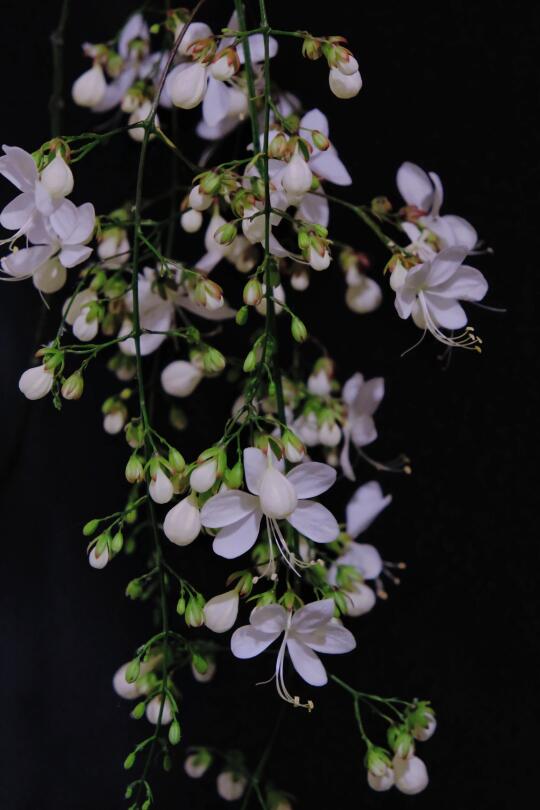 或许，你也喜欢垂丝茉莉。