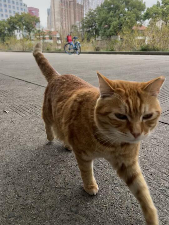 花生什么大🌲了！咪小跑赶来！