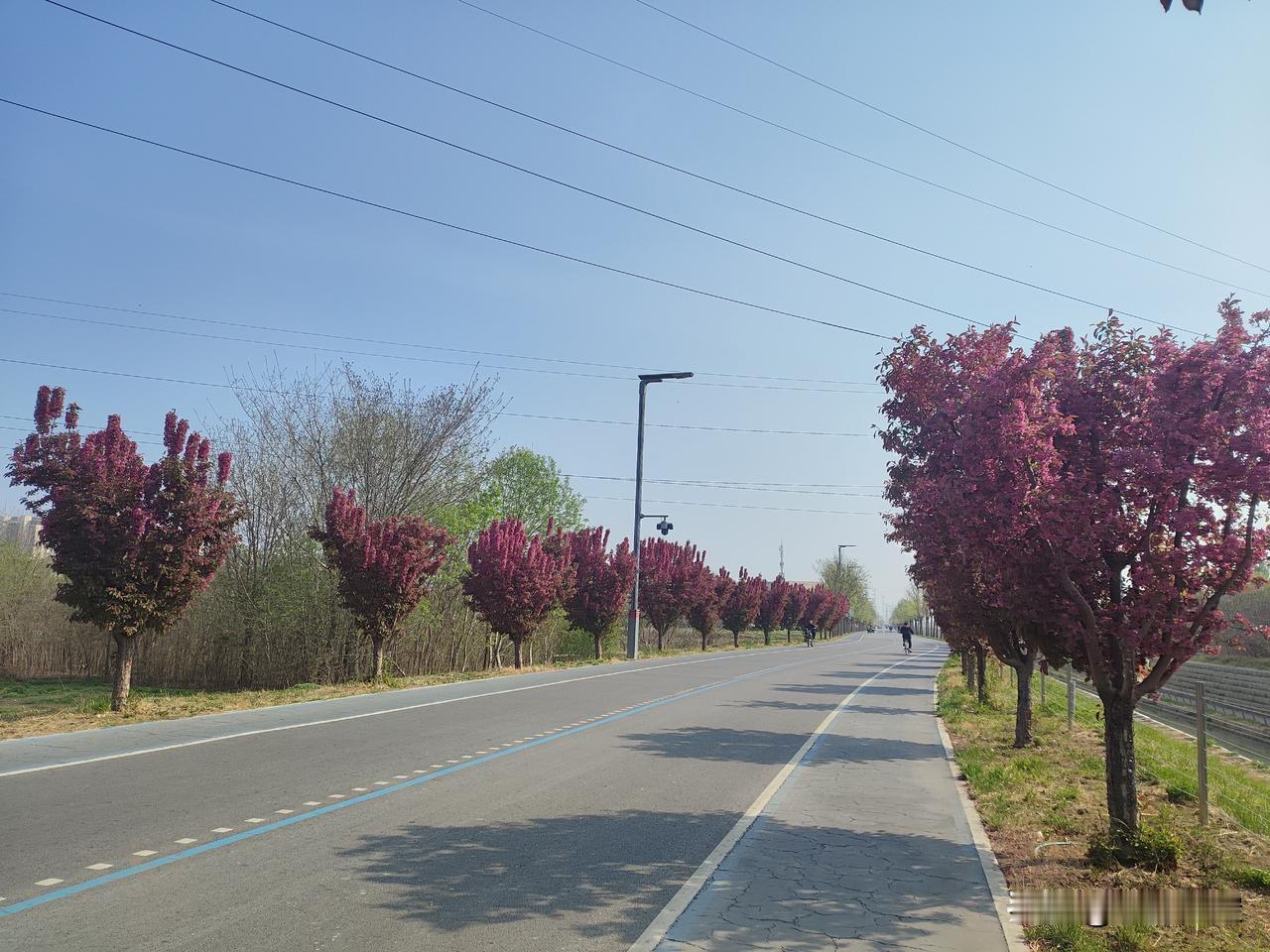 保定环城水系马拉松赛道美景实拍！
西堤路靠近一亩泉训练场一段，绿树红花开的正盛。