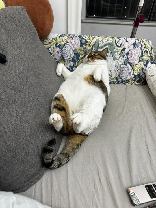 夏天真的来了，身边再也没有猫了，只有猫毛