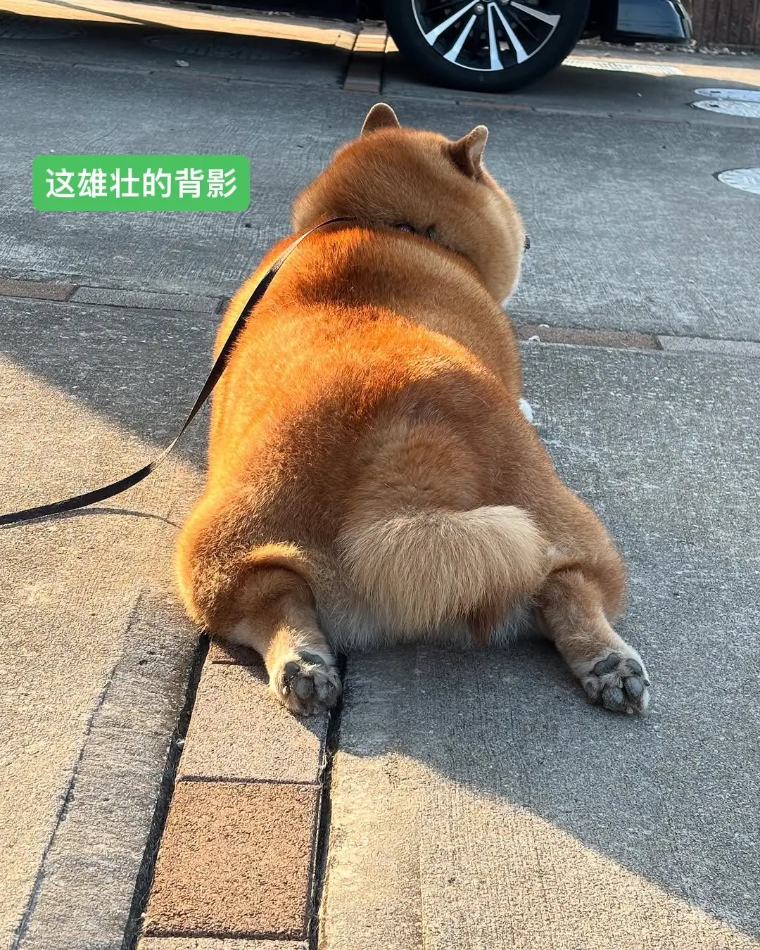 柴犬日常