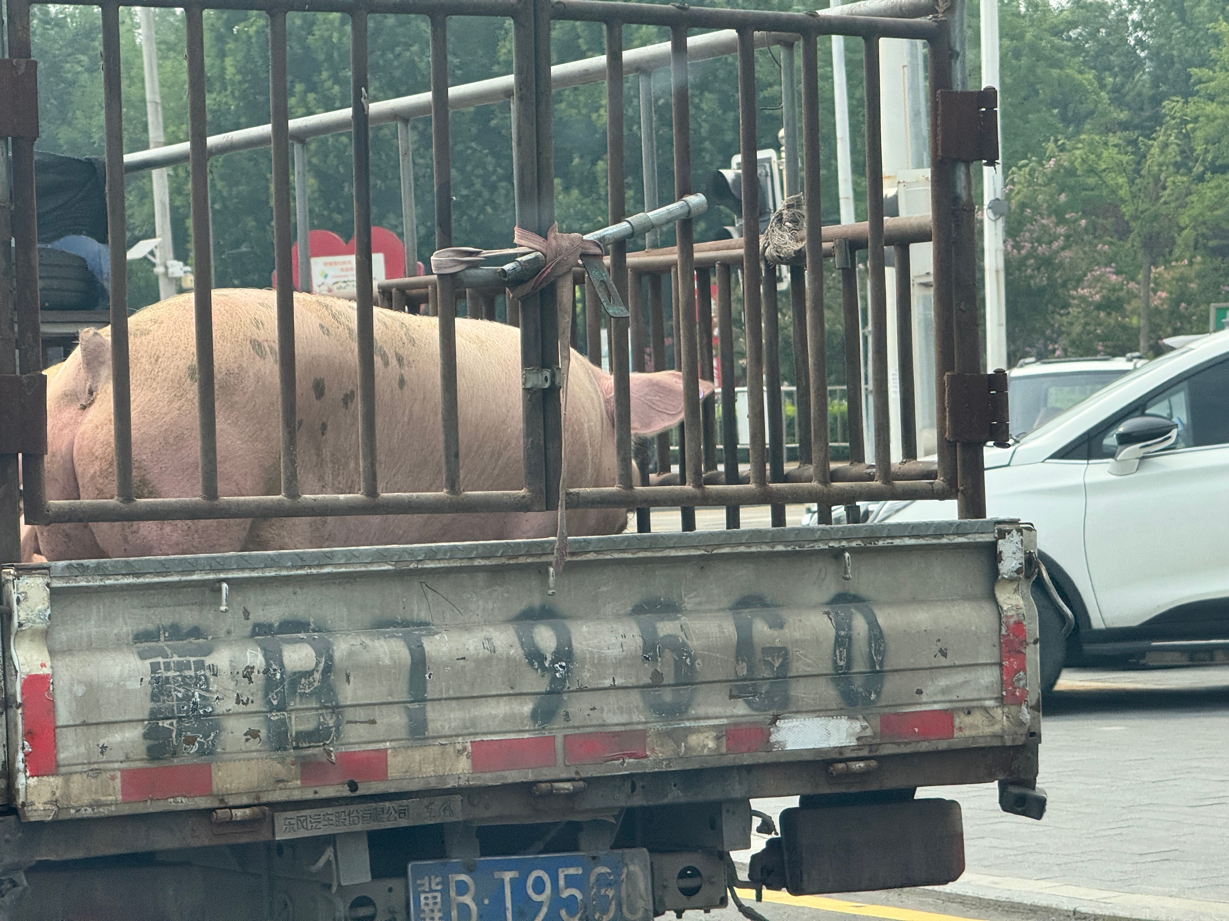 被“绑架”了，我一定想办法救你出来！[泪] ​​​