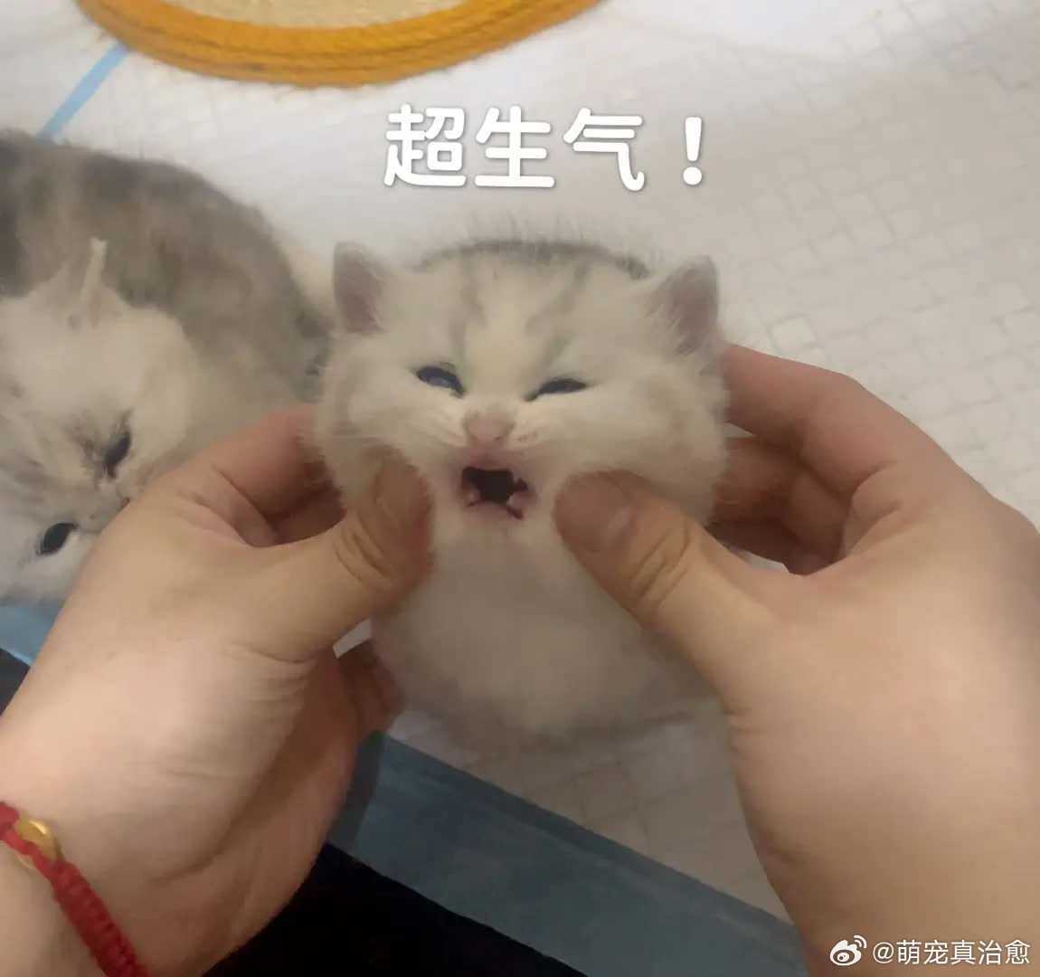 表情包来啦萌宠宠物