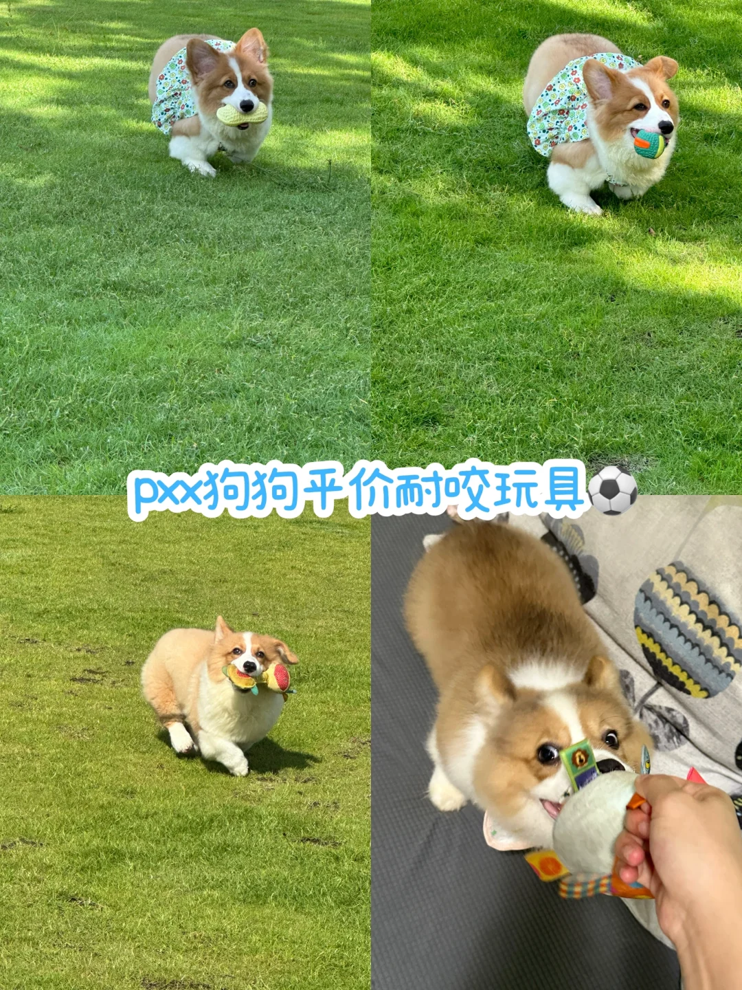 狗狗平价耐咬玩具分享