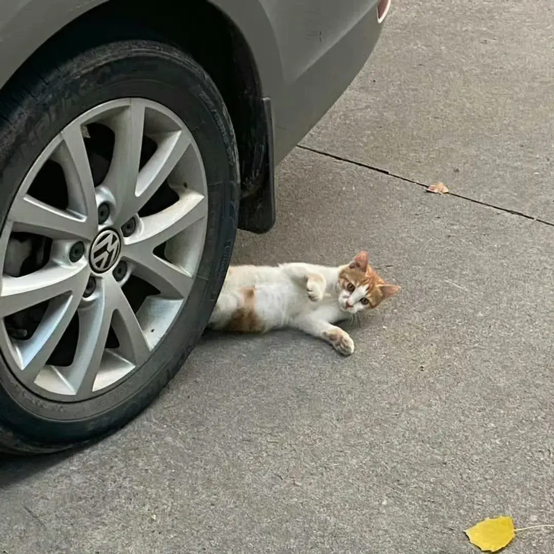 表演型猫格，这演技能称上几级😂