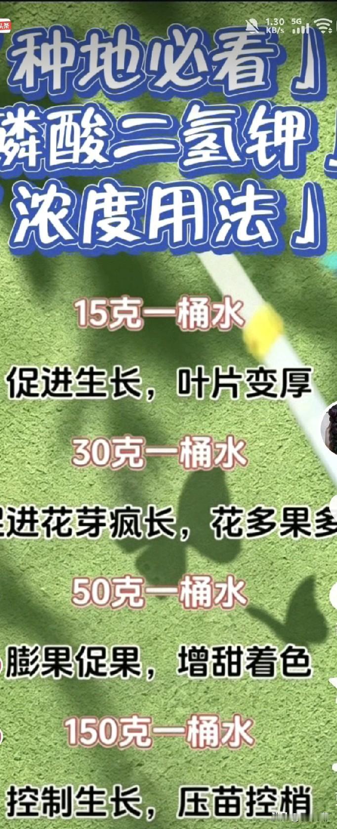 我们很多人都知道，磷酸二氢钾不光增产提质，还能控梢、压旺长。
 
但大部分人都搞