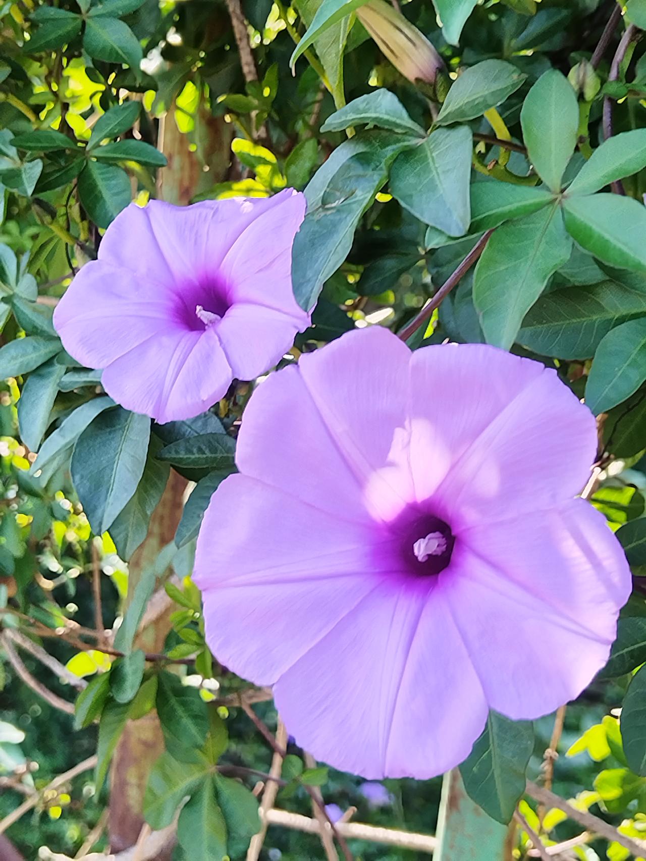 大家看看这是什么花🌸
