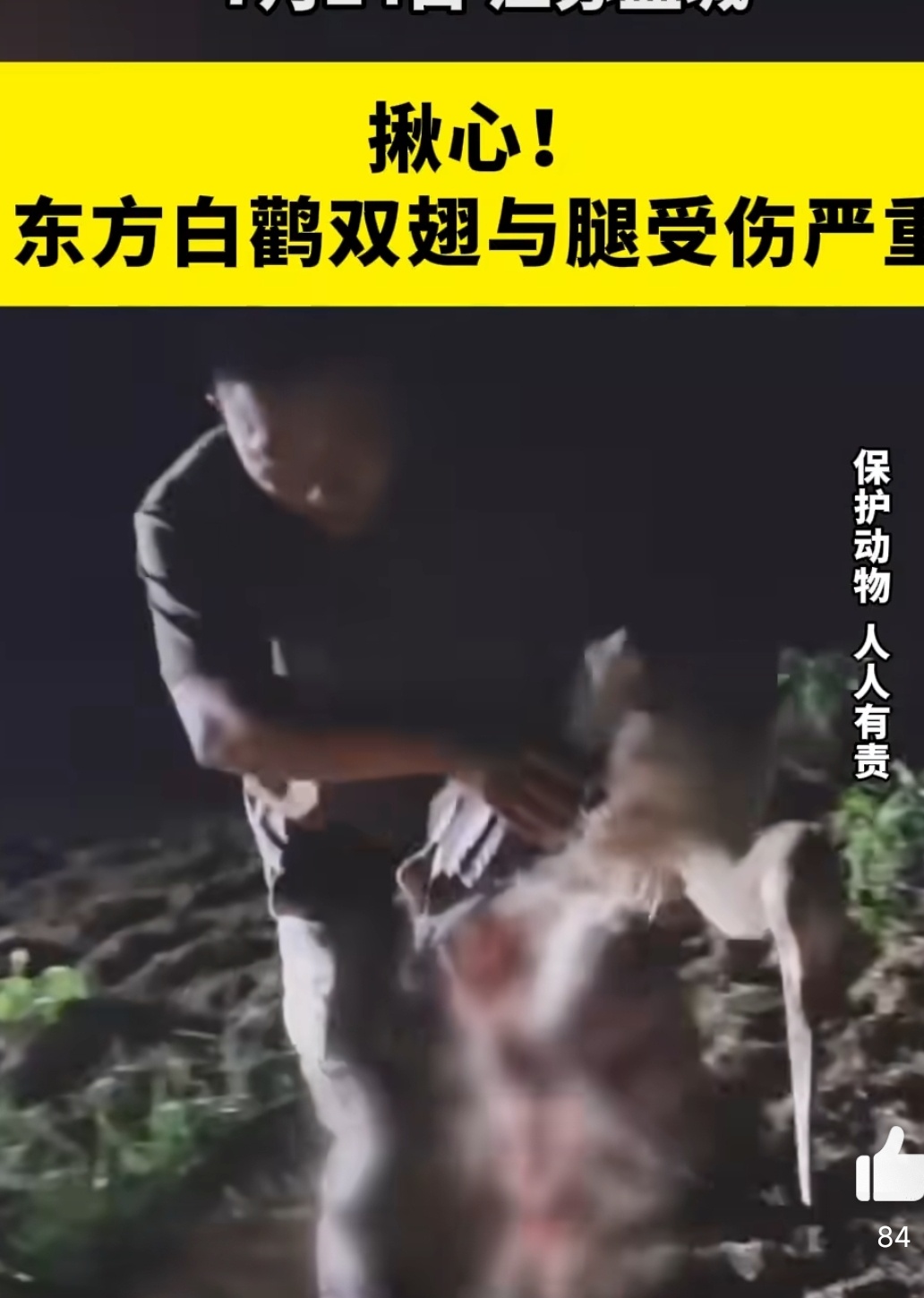 东方白鹳被无人机绞断双腿无人机相关的法规其实这几年已经相当成熟了，奈何现在无人机