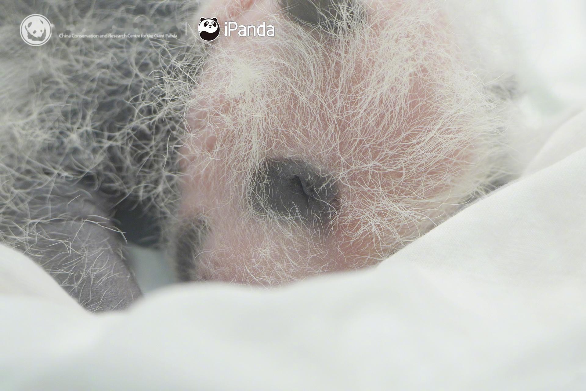 #2024级熊猫幼崽上新了# 🐼熊猫宝宝的最新高清美图来了！ee们，评论区一人