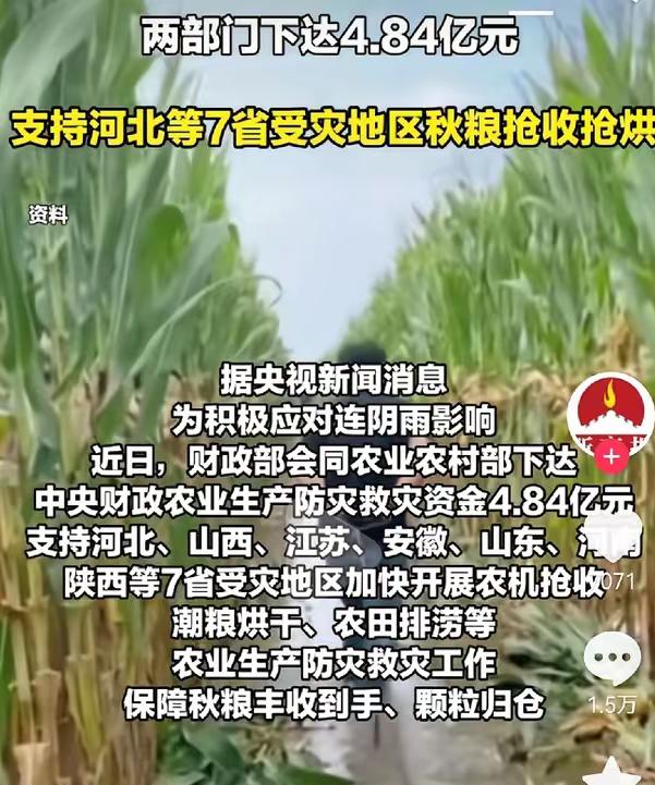 爸说的那句“一天睡不着”，比啥都戳心！陕豫晋等7省连下快一个月雨，玉米在地里发霉