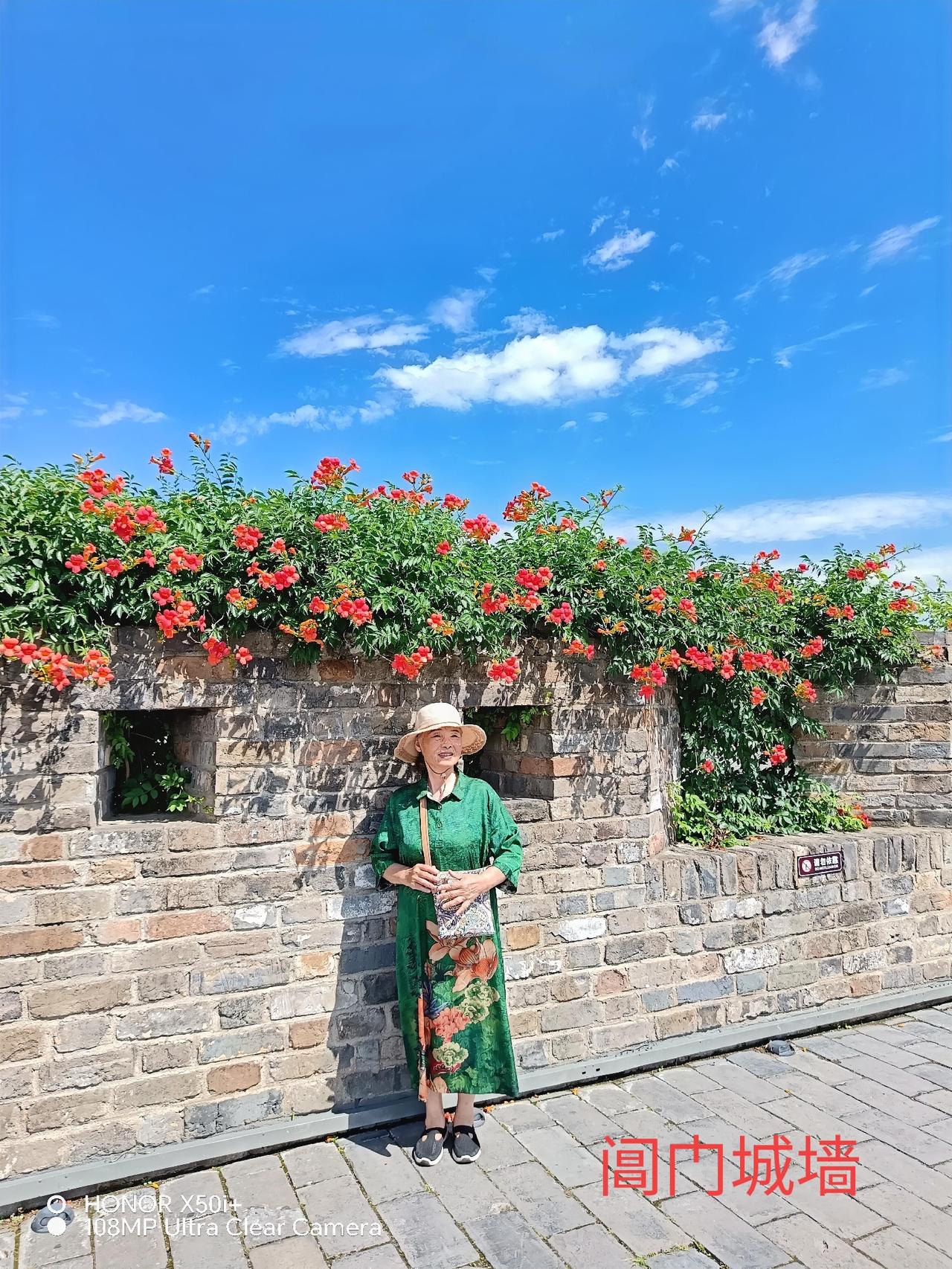 苏州阊门城墙上的凌霄花，简直是夏日绝景。凌霄花花期长，从五月开到八月，此时正是盛