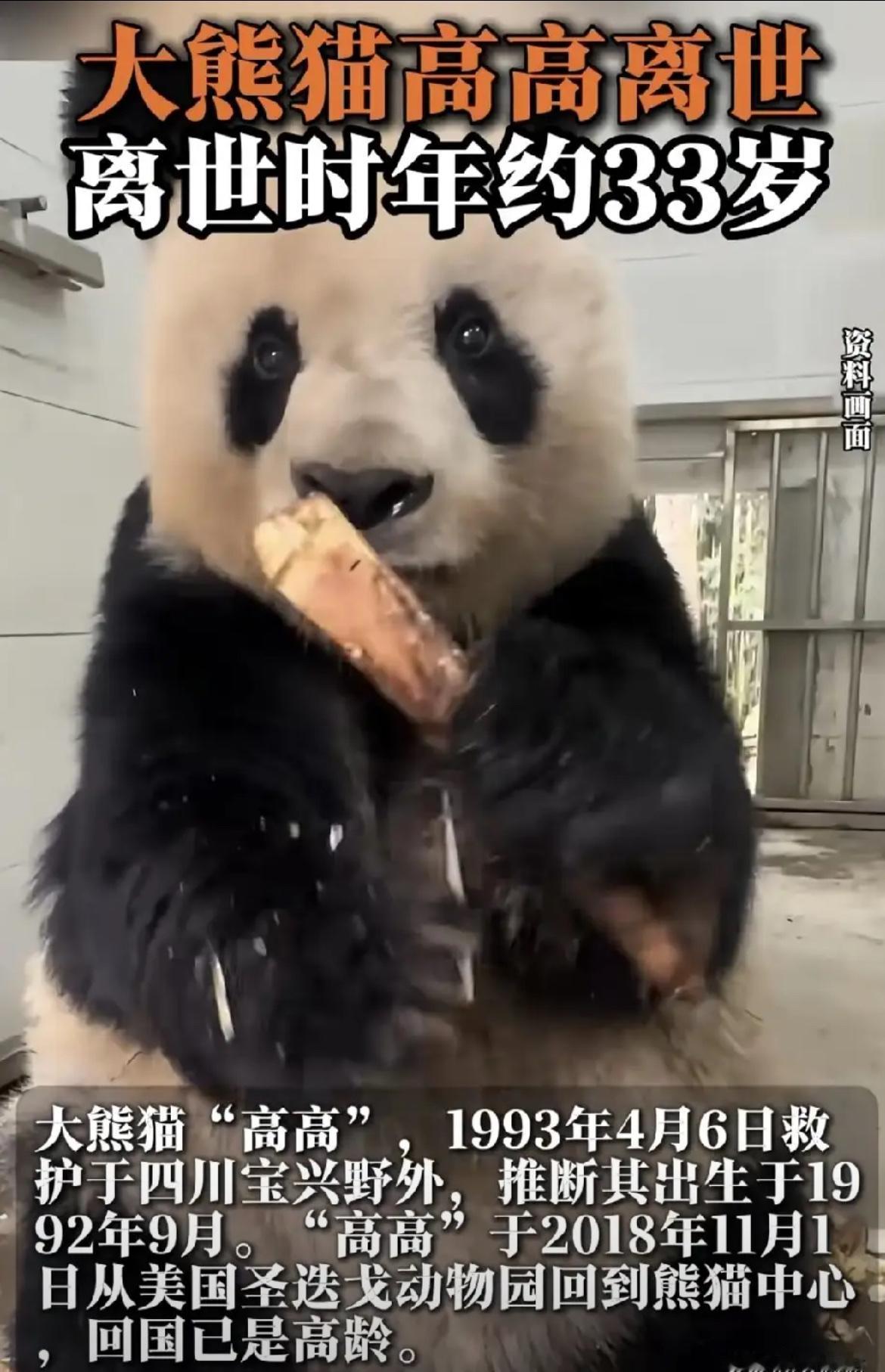 大熊猫高高离世：33岁“百岁熊猫”谢幕，它的一生是半部熊猫保护史

2025年1