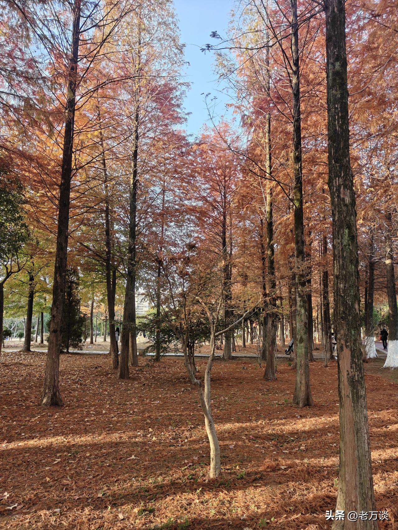 他乡纵有当头月，不抵家山一盏灯。这也是很多人之所以放弃大城市的繁华，回到小城镇的