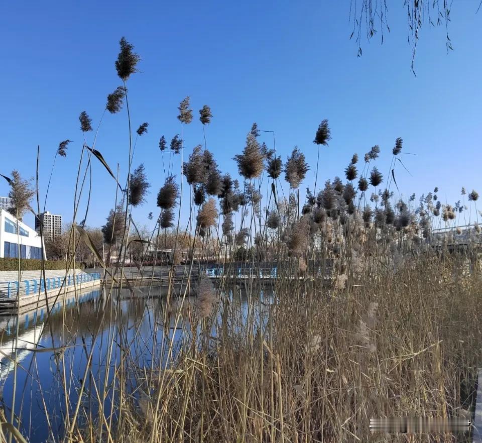 这条路是要继续南延吗？前两天到楼底公园转悠了一圈。冬日的天空湛蓝，荻花瑟瑟，感觉