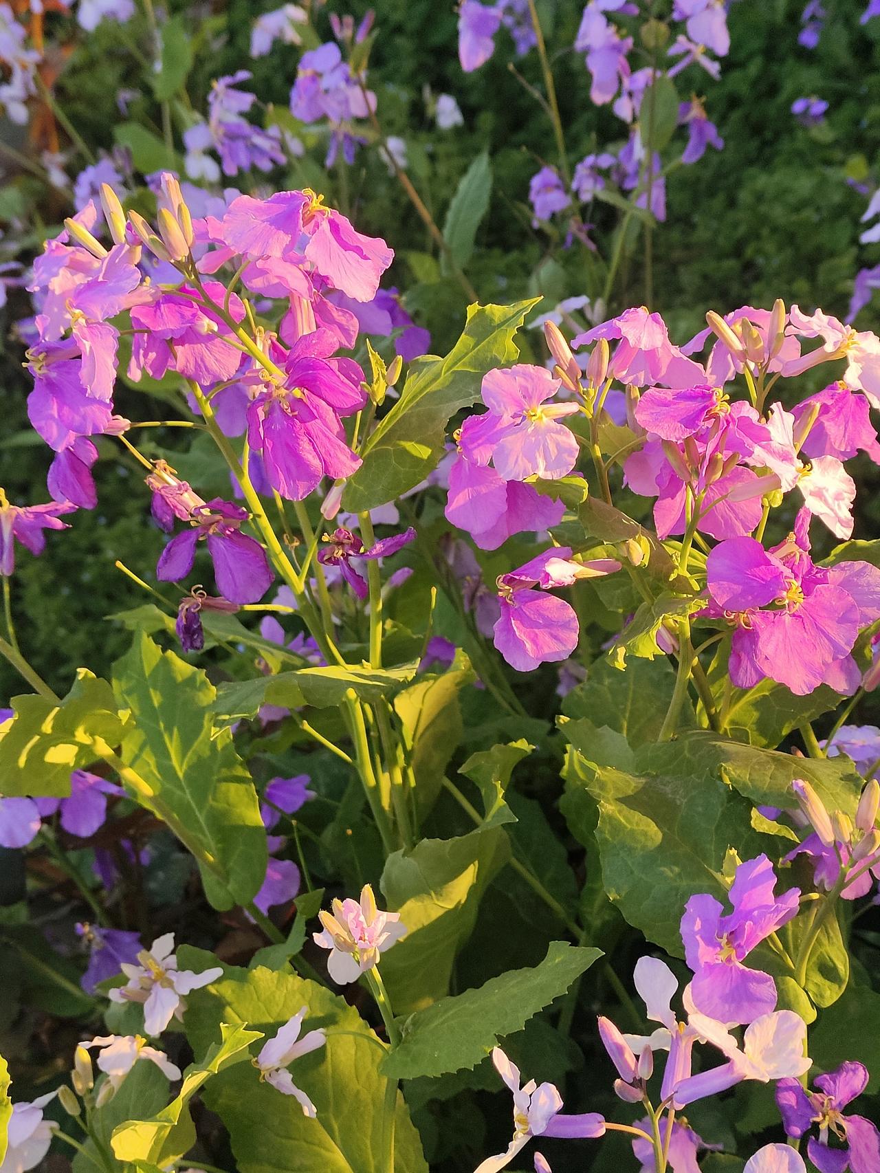 一朵鲜花盛开图