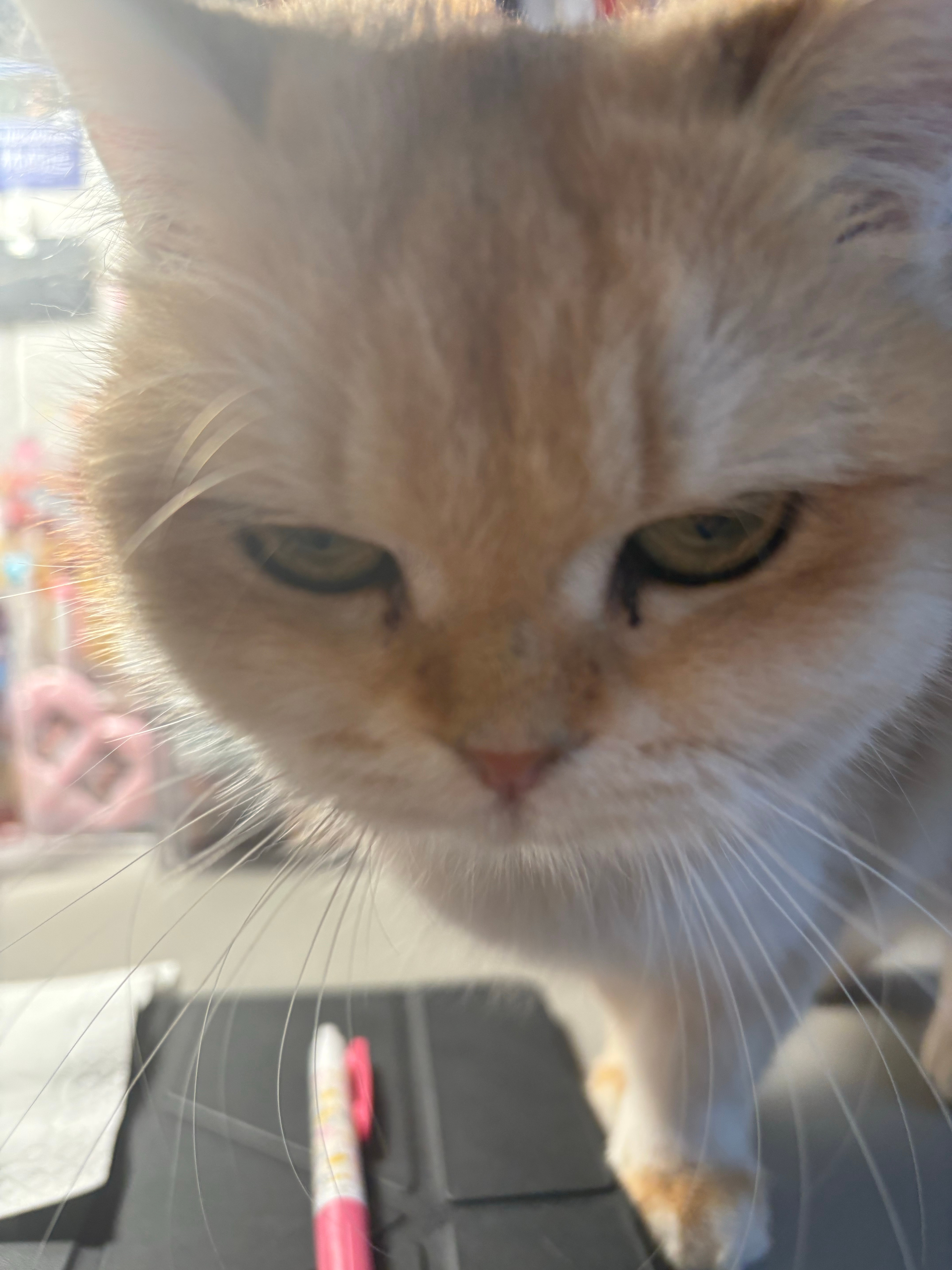 她是清朝第一杀手 你敢和她对视十秒吗 