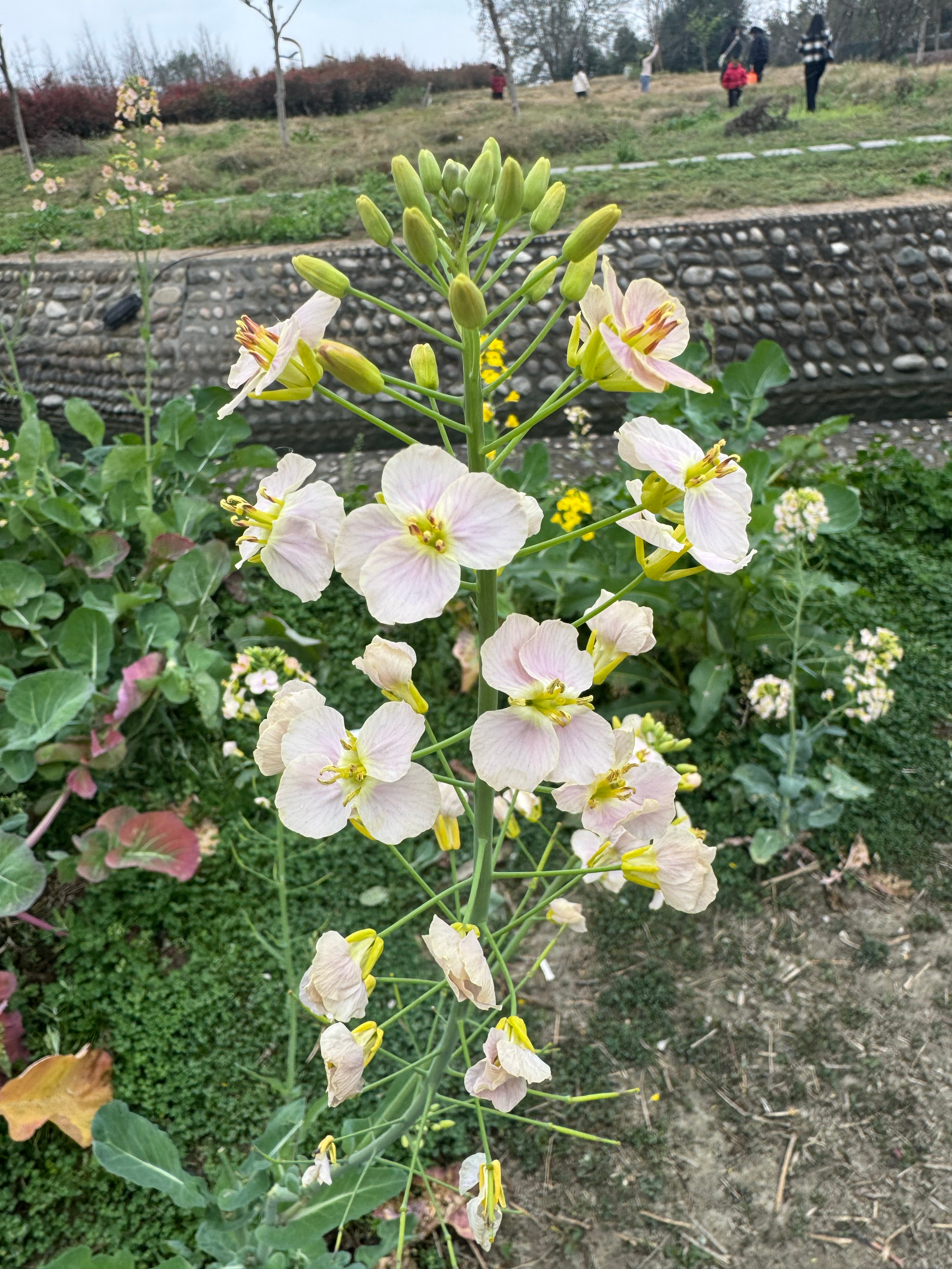 五颜六色的油菜花见过吗！？川川逛吃日常 成都·天府芙蓉园