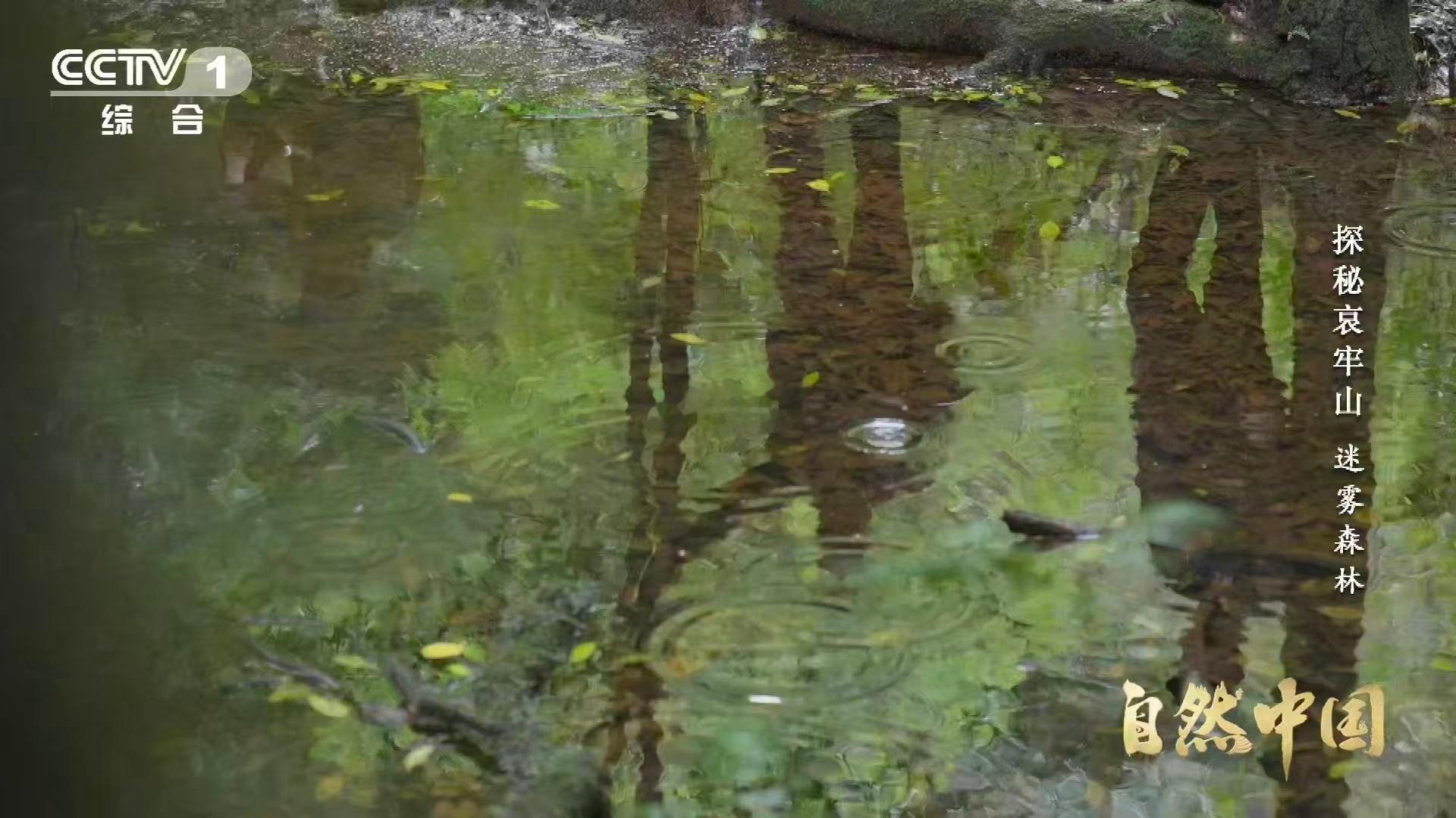 武侠小说的瘴气竟真实存在瘴气成分被测出来了 不是妖气，是硫化氢。不是诅咒，是真菌