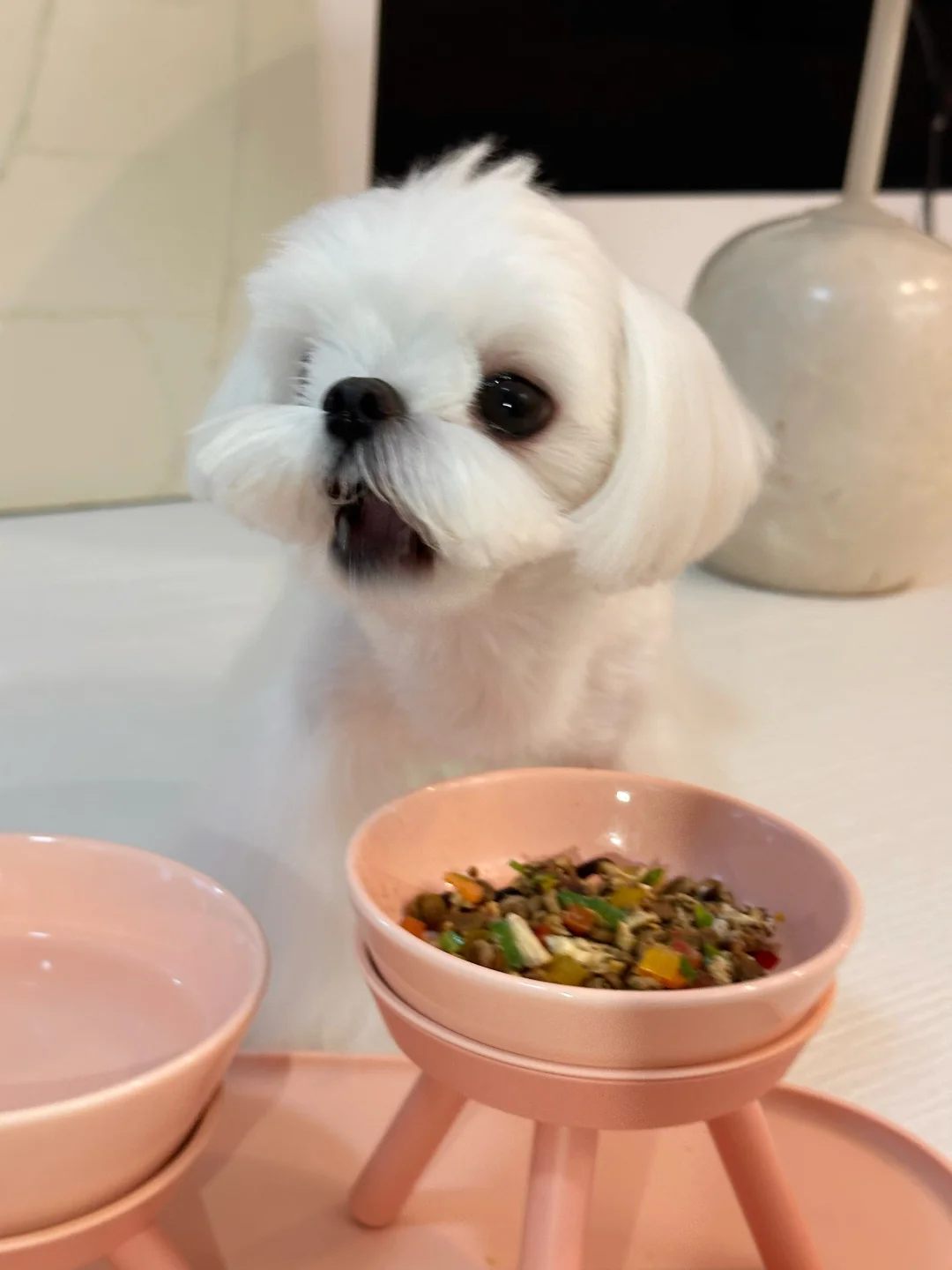 小狗我呀🍃出门撒欢儿啦