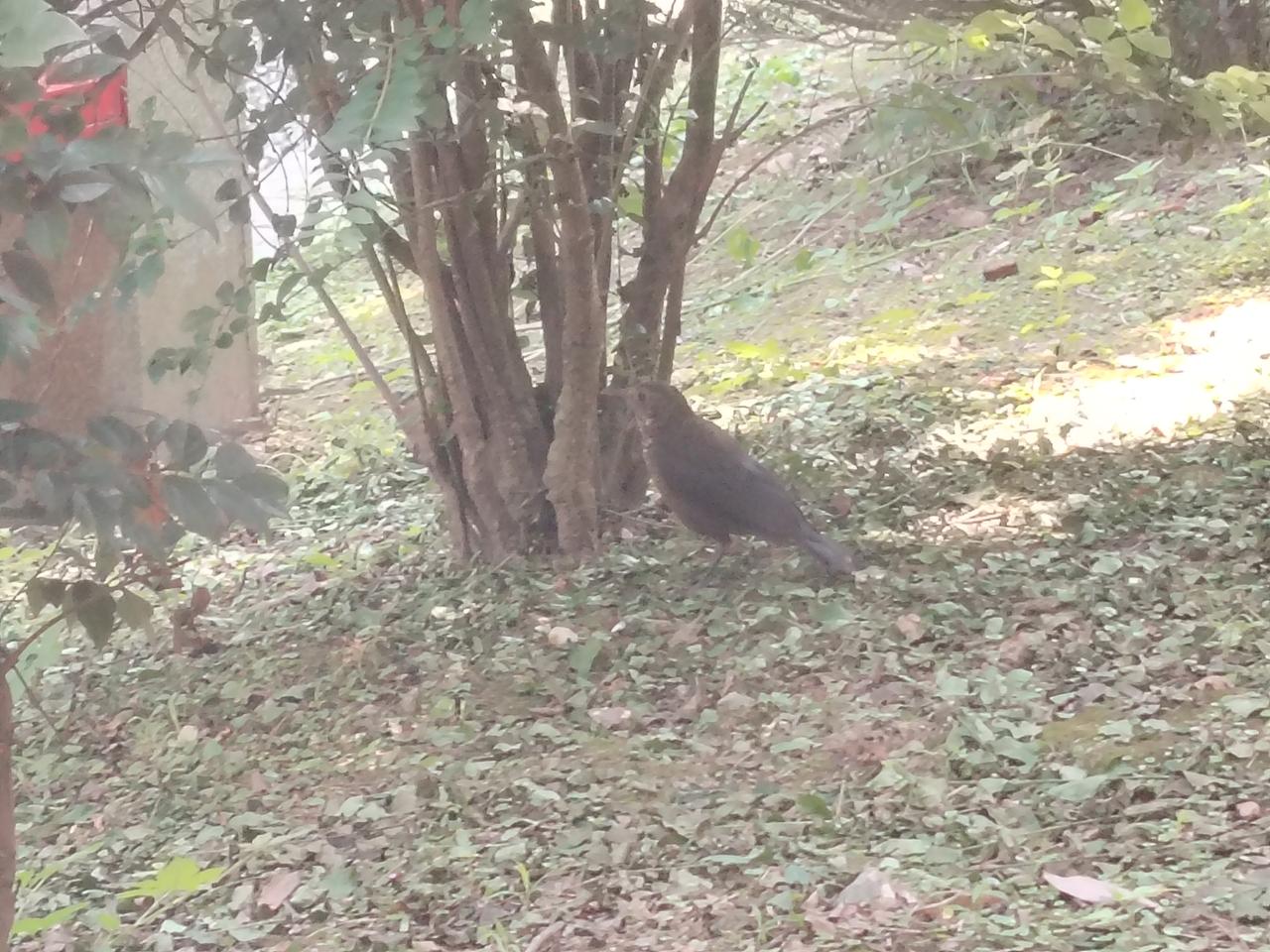 这是我近日在不同角度、环境拍摄的小鸟照片，定格下这些灵动瞬间，与君共赏。