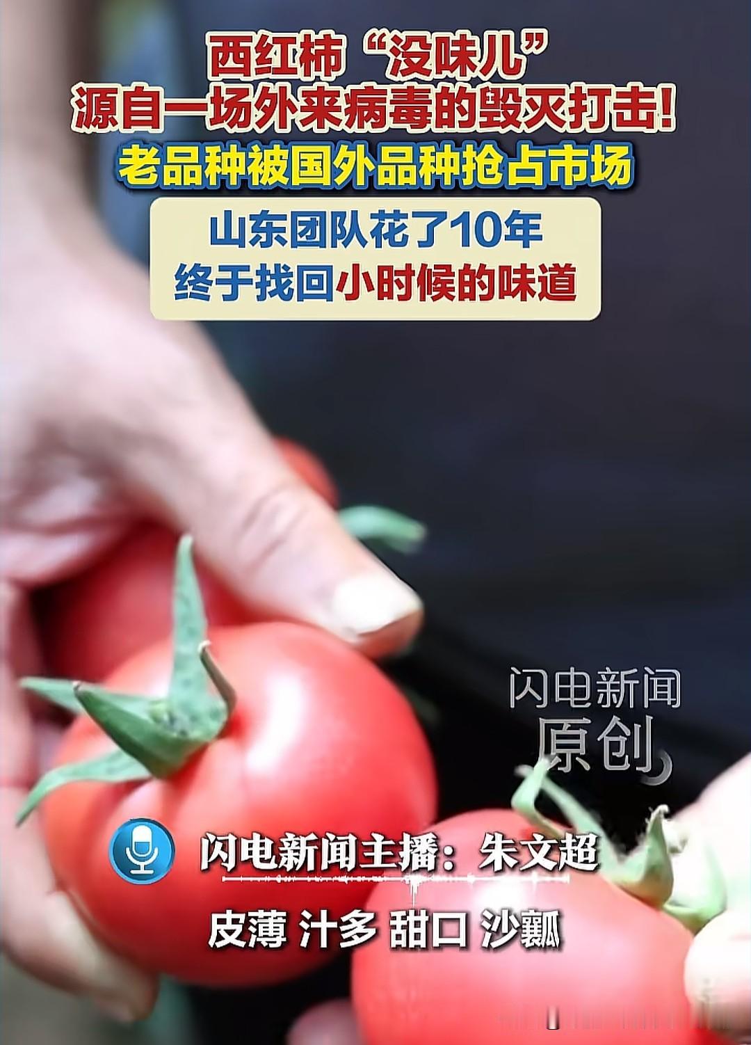 小时候那个能当水果啃的沙瓤洋柿子，其实是被一场外来病毒“偷走”了味道。山东科研团