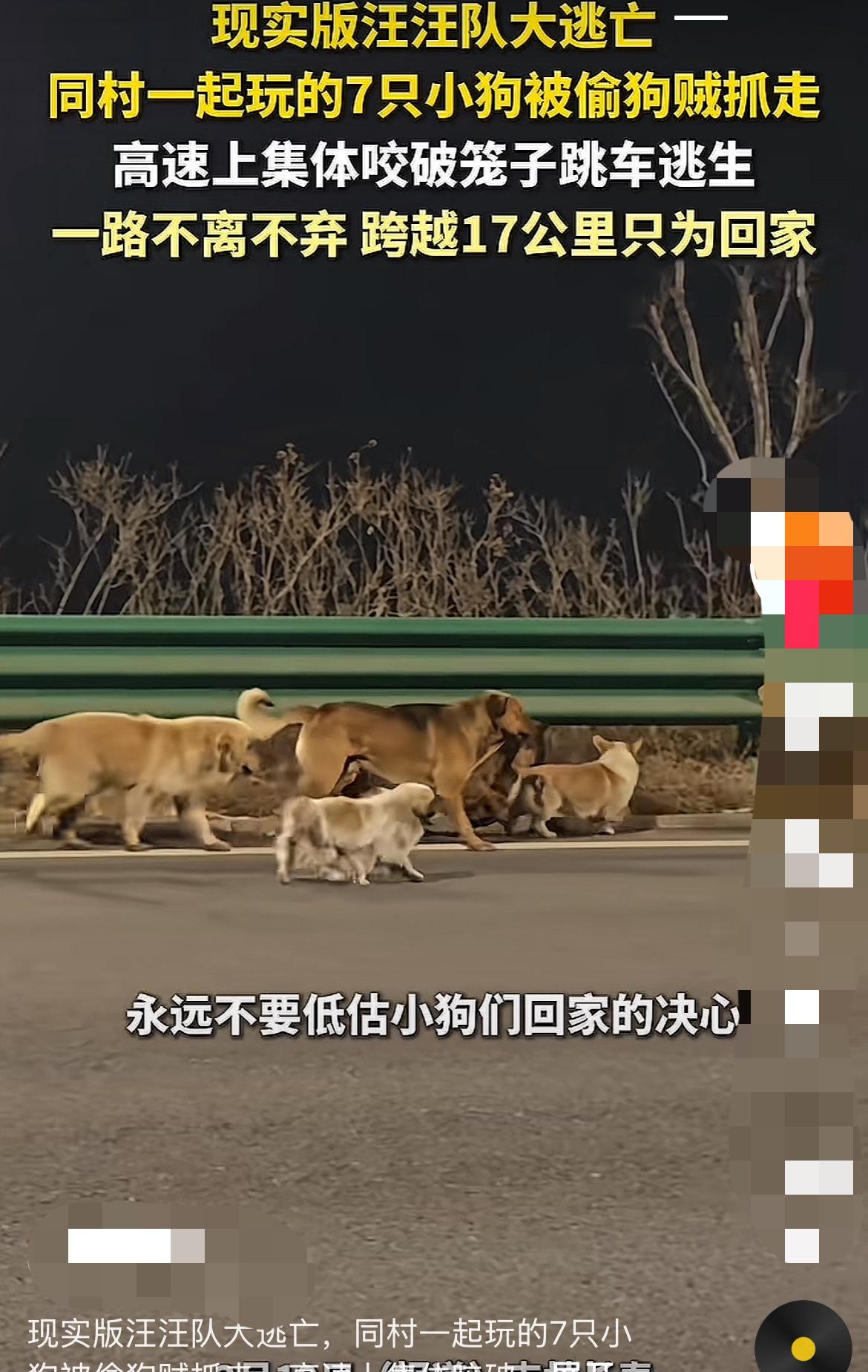 谁能想到，7只平时一起玩的小狗，被偷后竟在高速上咬破笼子跳车，还结伴走了17公里