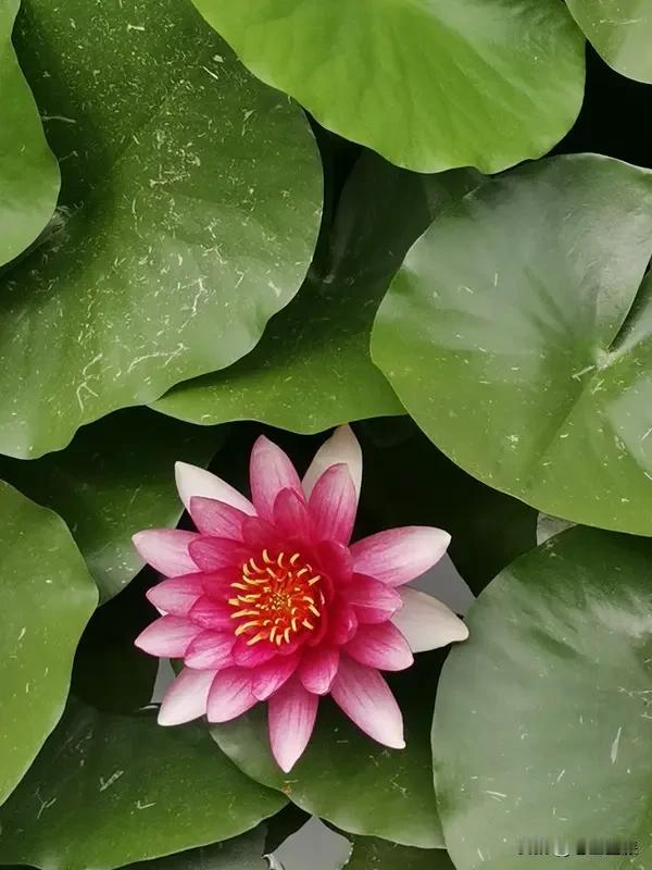 心态好的人,是什么样的? 心态好的人，就像生活里的暖阳。他们不较劲，不跟烂事纠缠