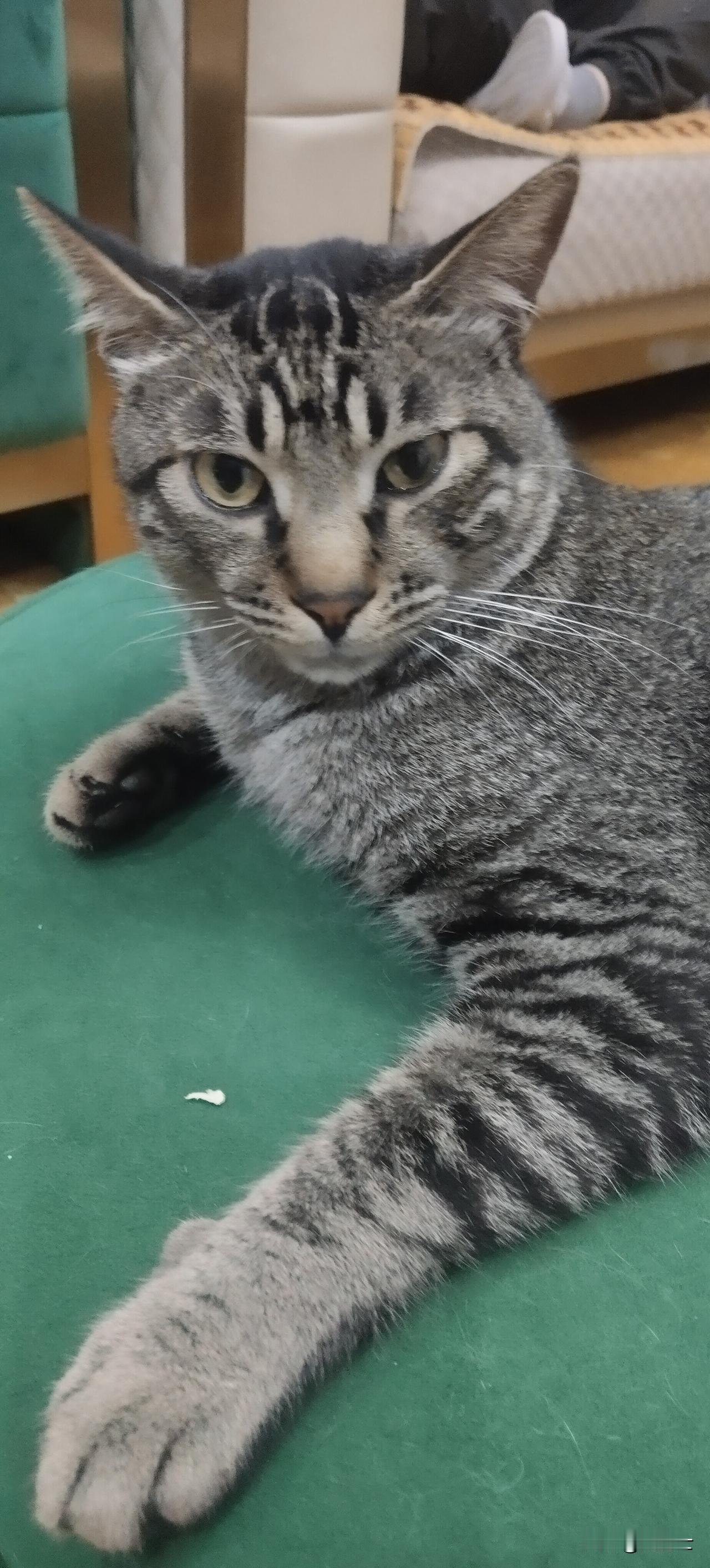 我的猫，叫詹姆斯！
