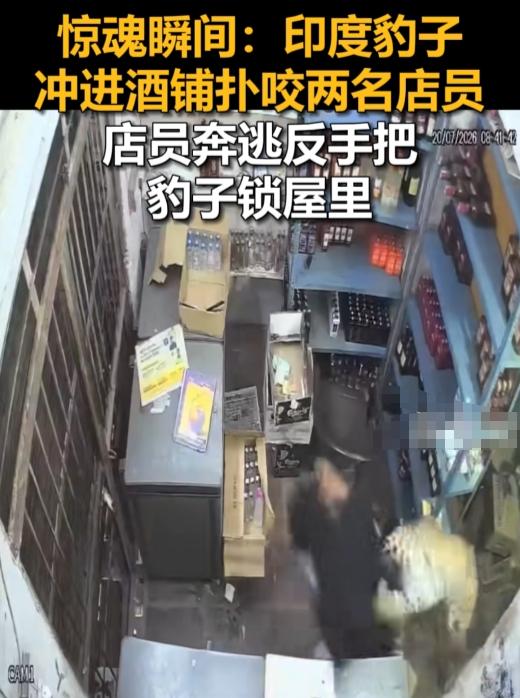 印度拉贾斯坦邦汤克地区这场“豹子逛酒铺”令人后怕，它不买酒先扑人，店员挨咬后反手