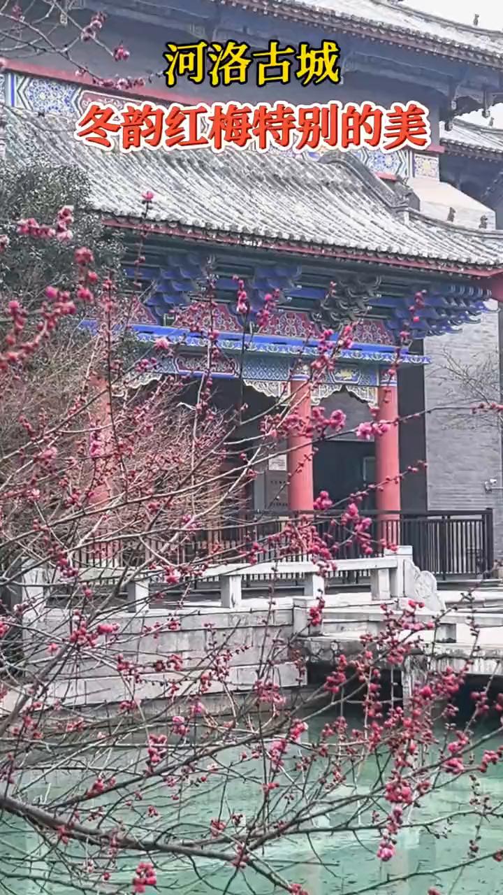 河洛古城，冬韵红梅特别的美。