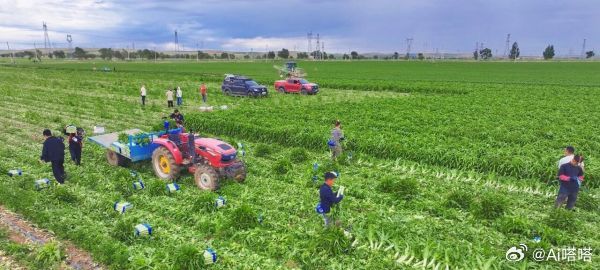 张家口回应白菜蘸甲醛保鲜博主曝光产地白菜装车前蘸甲醛溶液用于长途保鲜，引发大众对