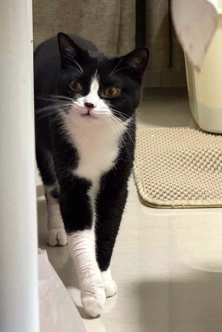 “到了新家之后就这样威风巡视新领地”daily奶牛猫 （投稿：） 