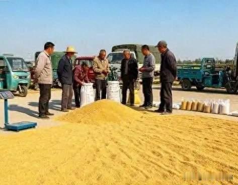 玉米持续大跌！并非粮企故意压价，真实原因农民一定要清楚