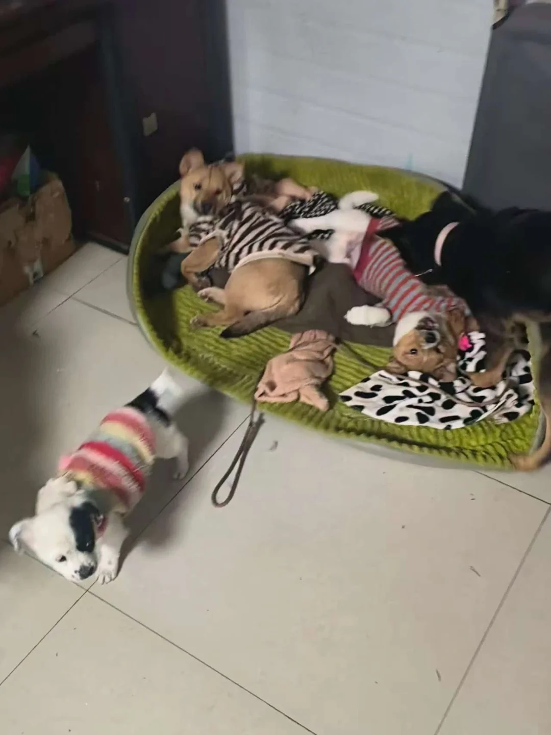 紧急求助！救助流浪毛孩子，我真的撑不住了