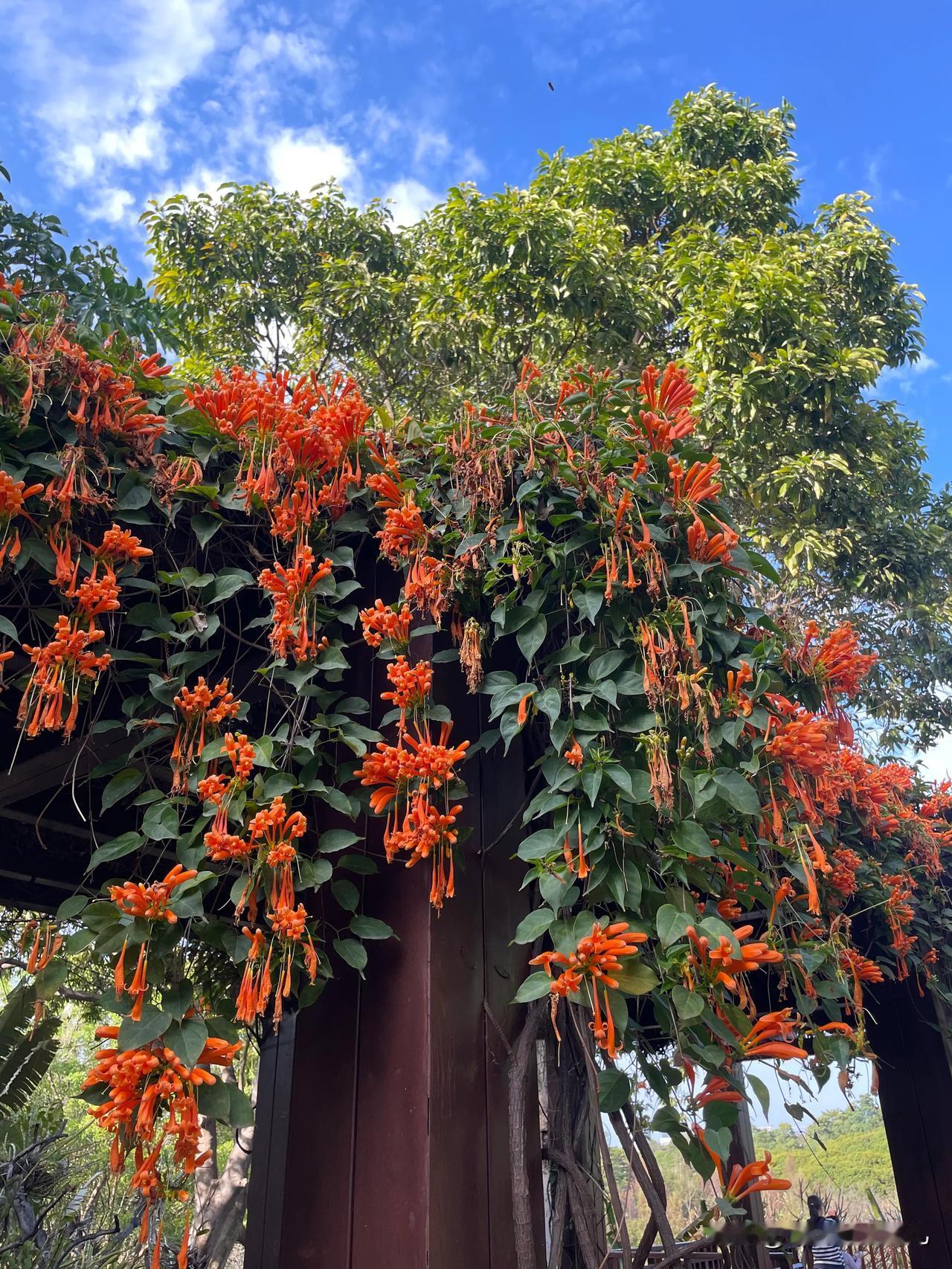 东莞植物园，城市旁的诗意桃源
厌倦了城市的喧嚣纷扰？那就来东莞植物园寻一方宁静吧