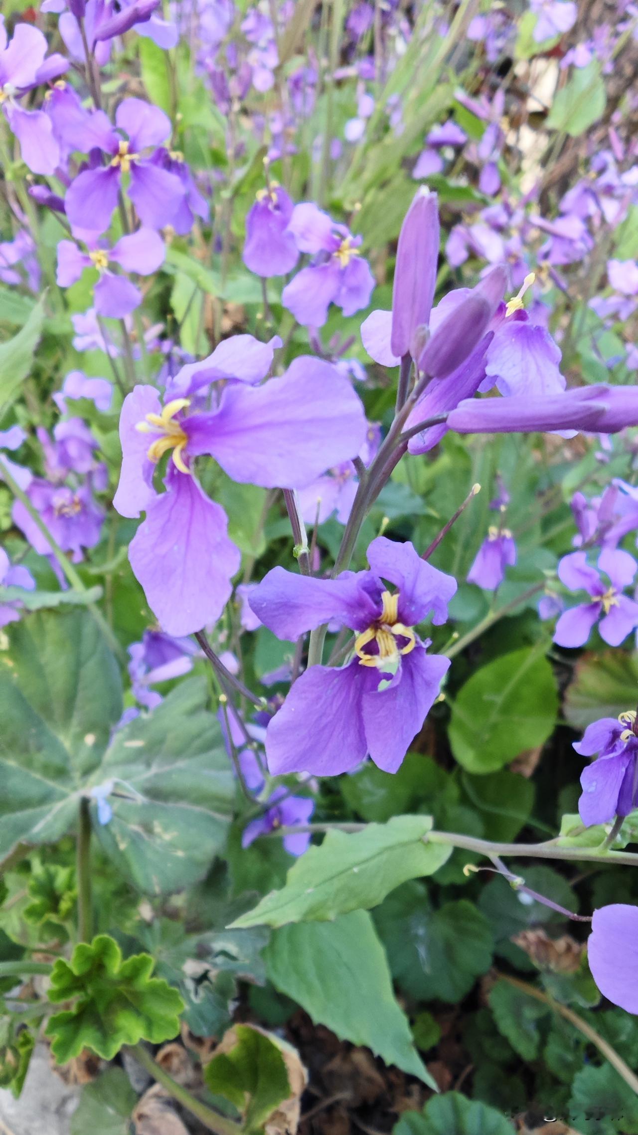 诸葛菜，属于十字花科，顾名思义与诸葛亮有关，据说他曾推广种植此菜作为军粮，故得雅