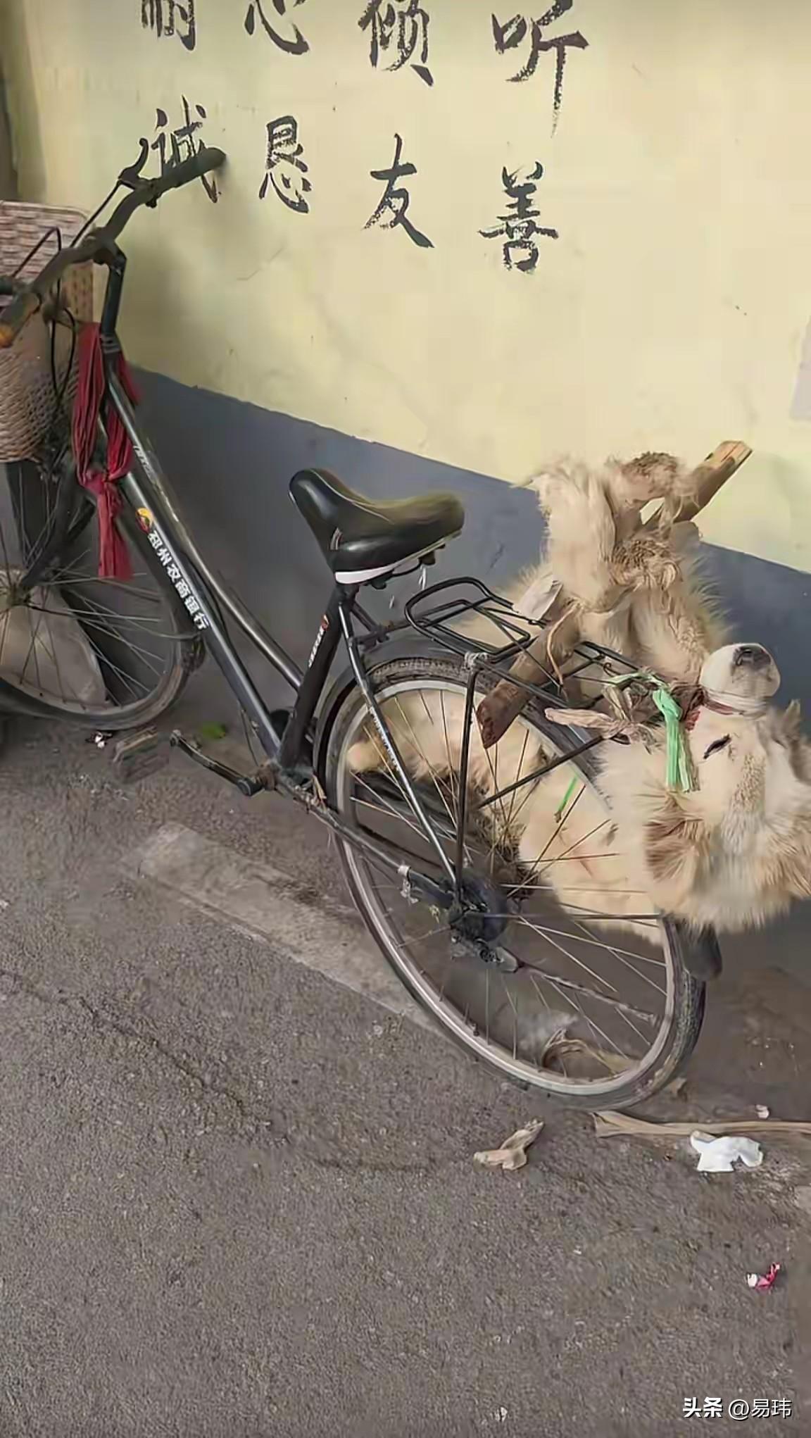 太可怜了！这天一位阿姨买菜回来的时候，看到附近的五保户老人居然弄了一只狗狗回来，