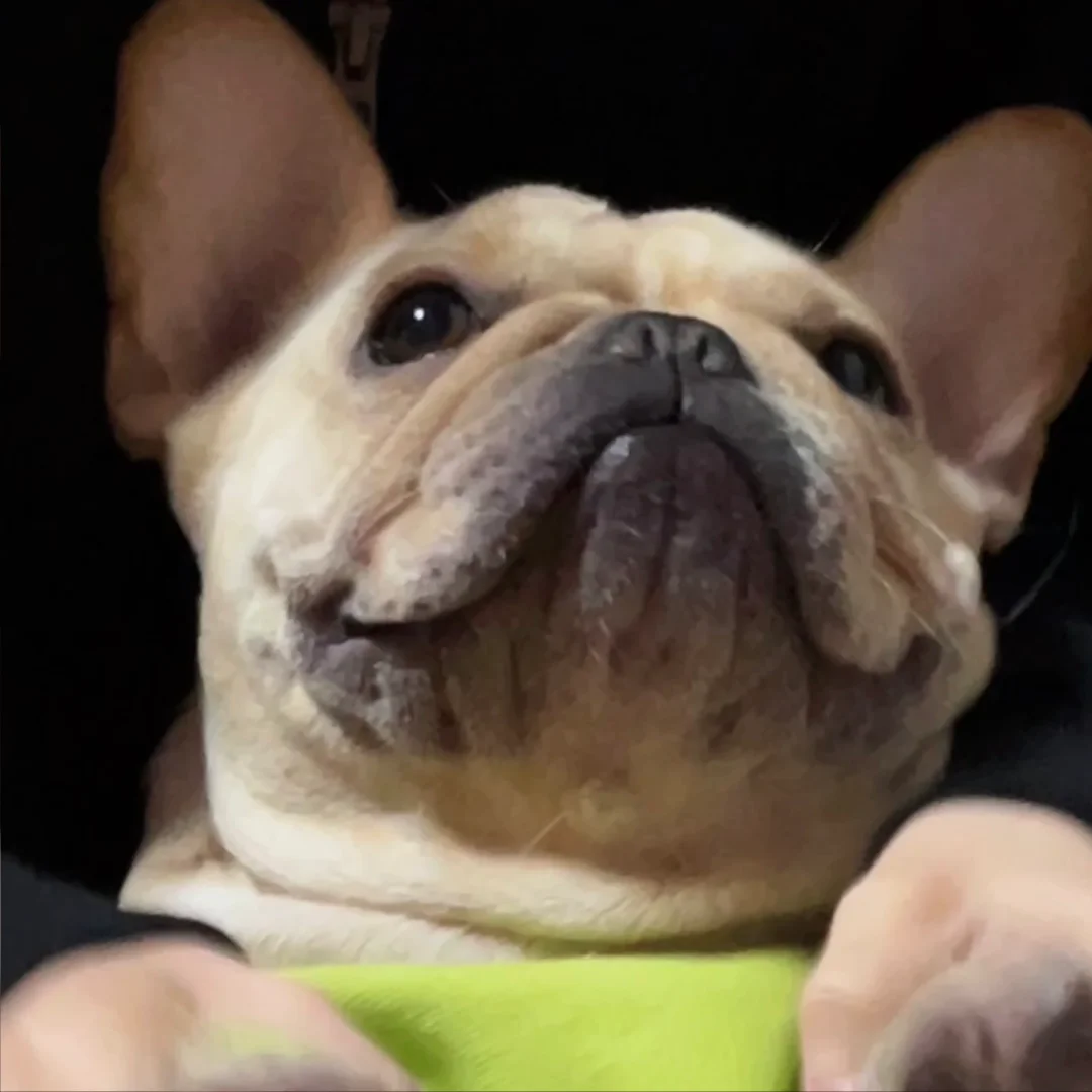 怎么不算法斗头像呢🐶