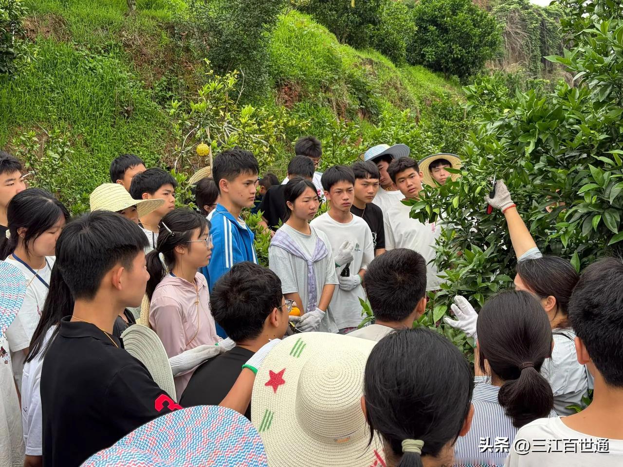 现在的职中也许更好就业！宜宾这个职中，那么热一依然田间地头教学！头顶大太阳，脚下