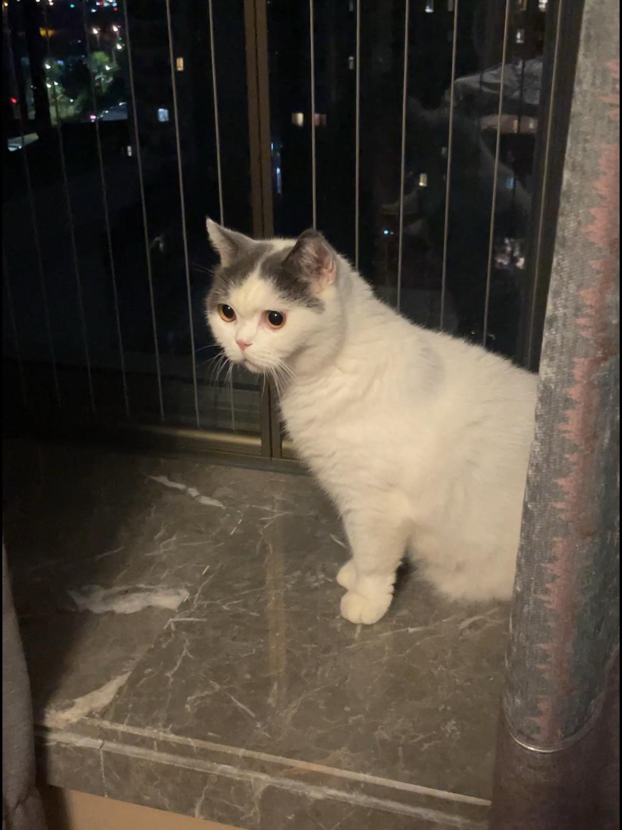 圆圆 豚豚 碗碗 肉肉 好像它们本来就叫这个名字 猫如其名 每个名字都很符合猫设