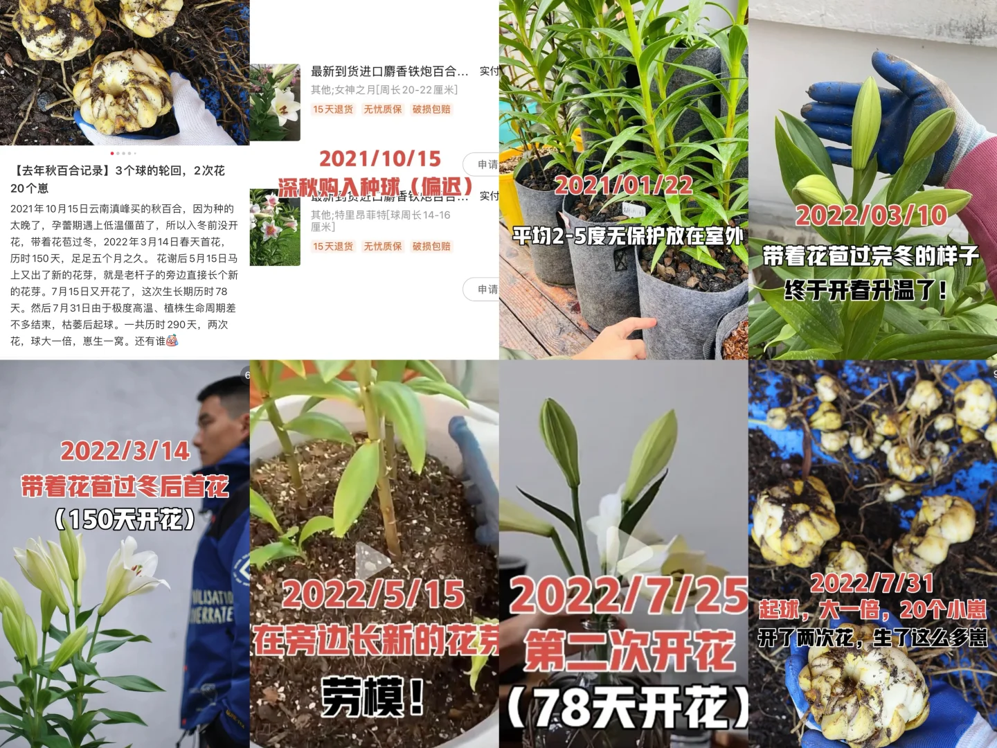 这是我2021-2022的秋百合种植记录坐标上海
