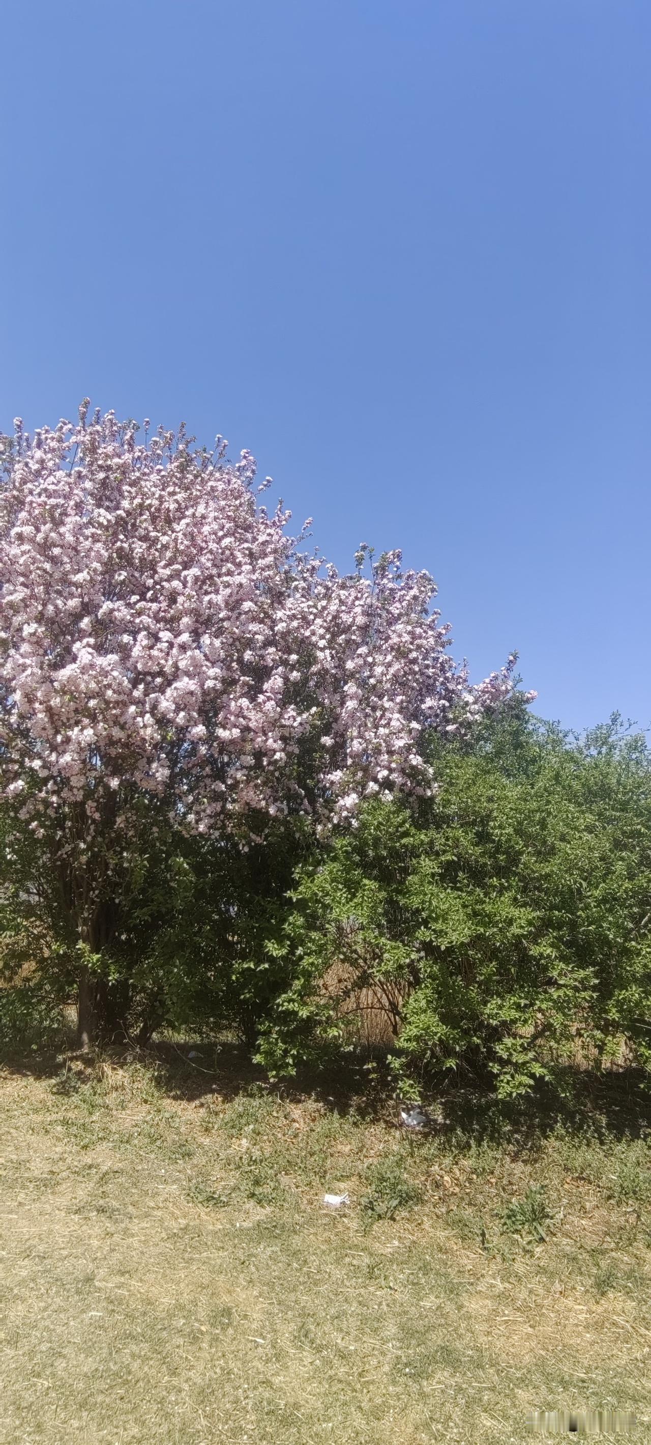 为洛杉矶奥运会好成绩需要清理了
        洛杉矶奥运会中国运动员必须取得好