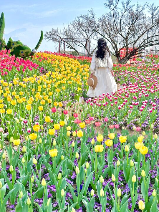 接下来的合肥是一万次春和景明🌷追花攻略