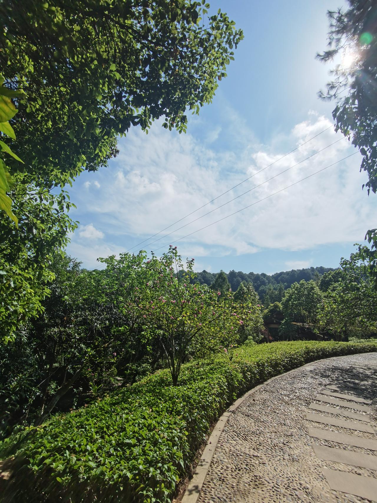 翻了下手机相册，大半都是平时散步随手拍的花花草草，没修图没加滤镜，当时看着顺眼就