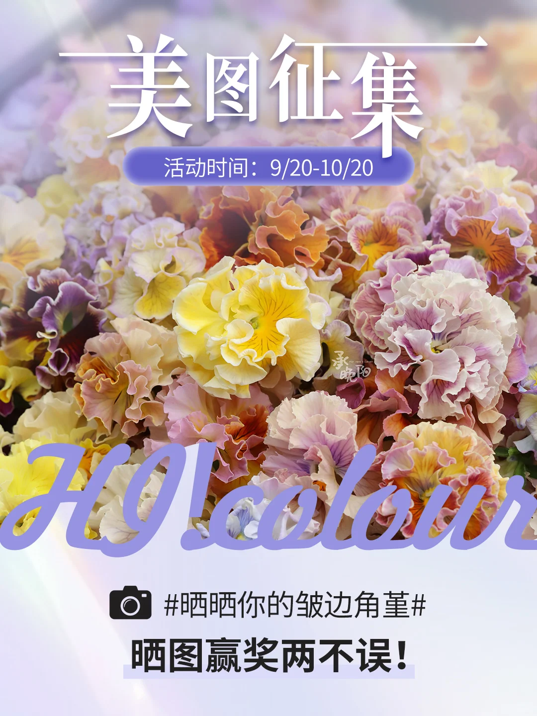 ✨有奖征集| 晒晒你的皱边角堇