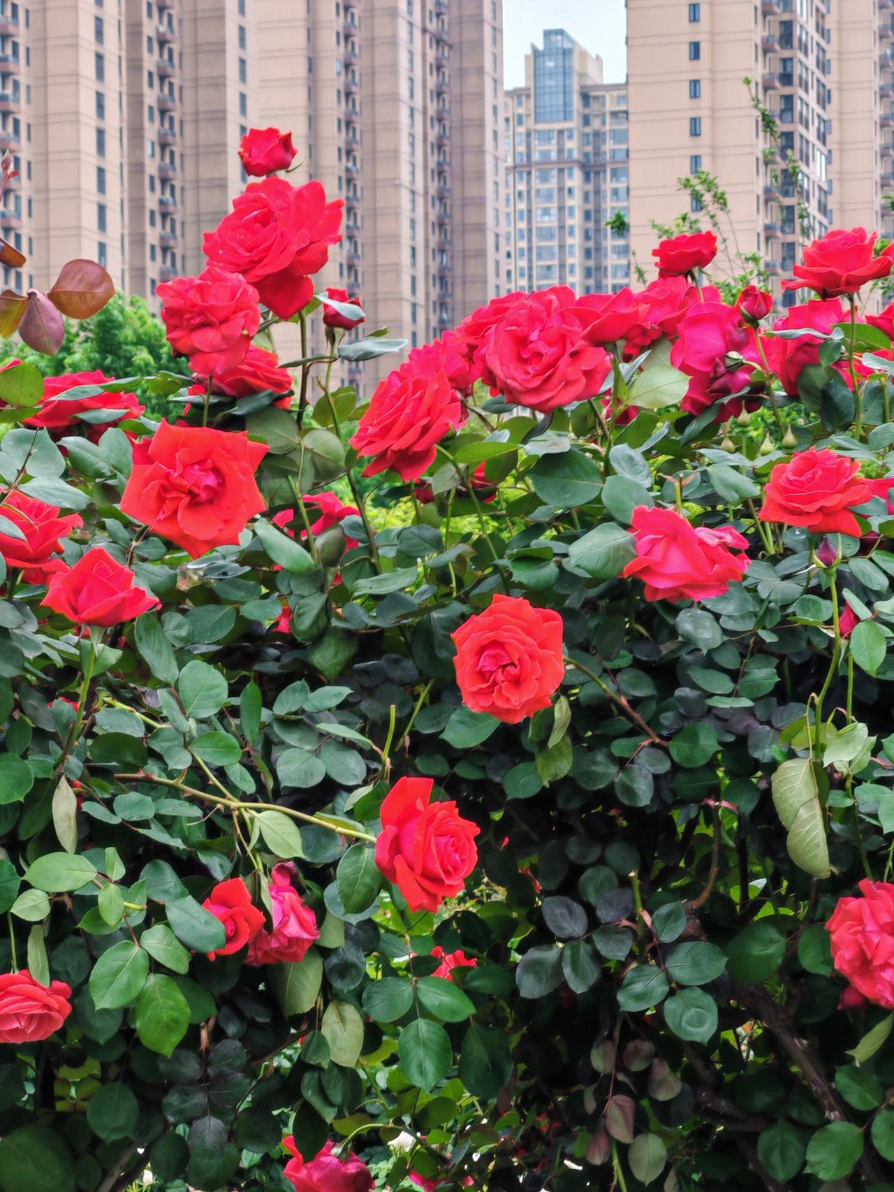 武汉沙湖公园C区月季园，简直就是繁花似锦的梦幻之地！春夏之交，这里成了花的海洋。