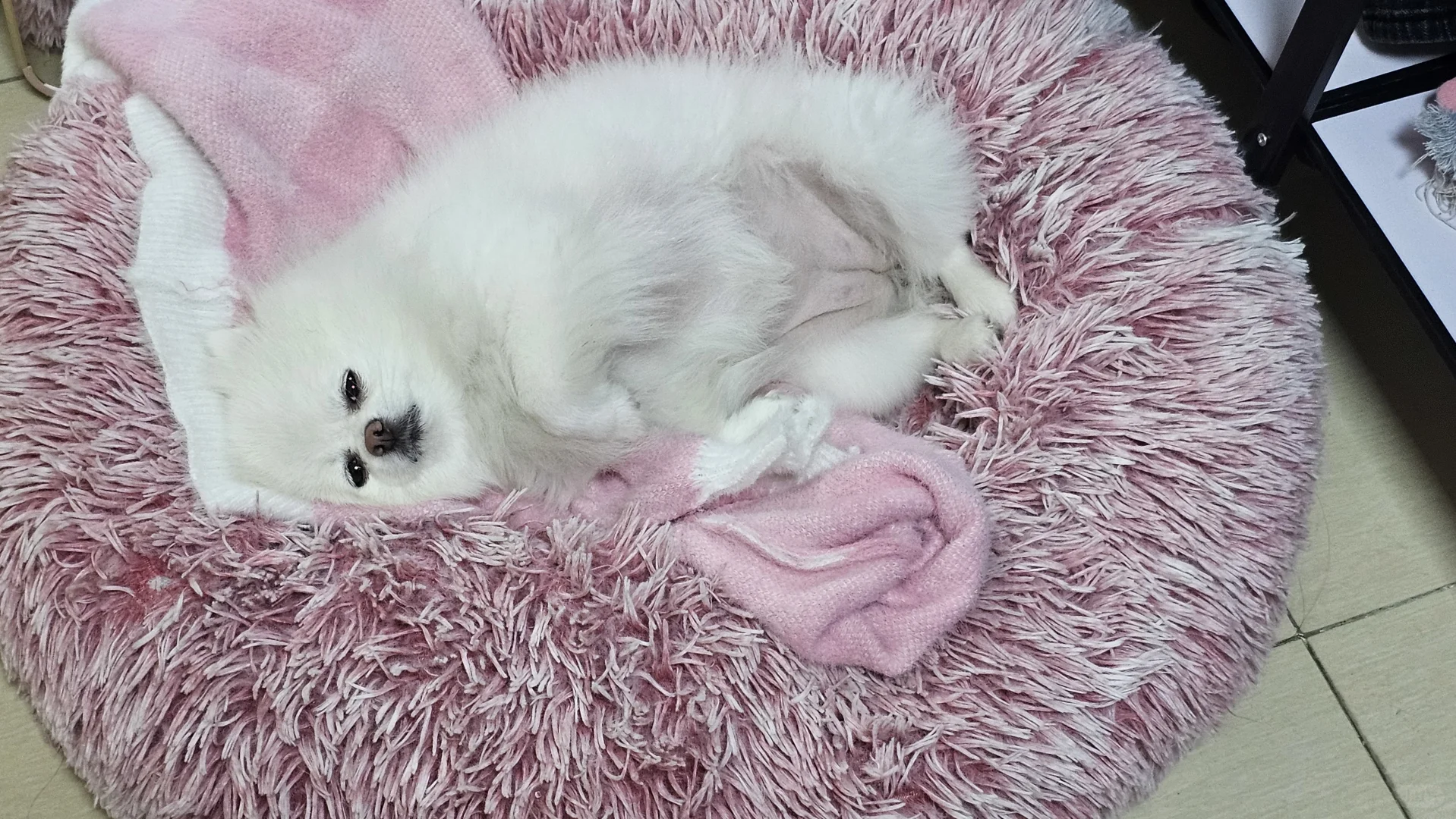 谁家好狗遛完这个死样